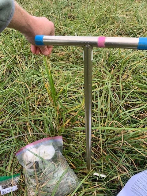 Dragonfly Nutrient Assessment 6.jpeg