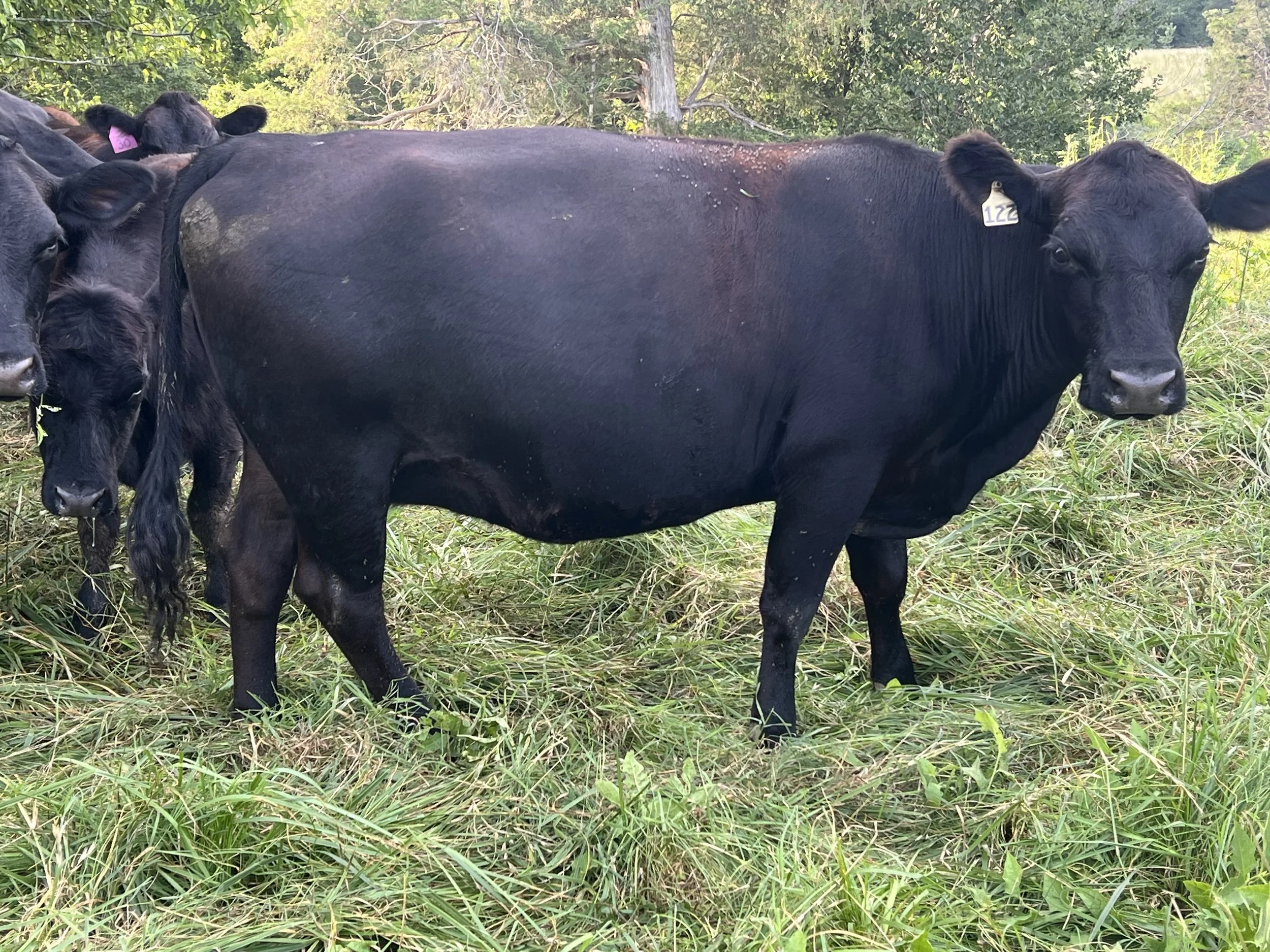 Farm Consulting — Dragonfly Farms- Regenerative, Grassfed Beef and ...
