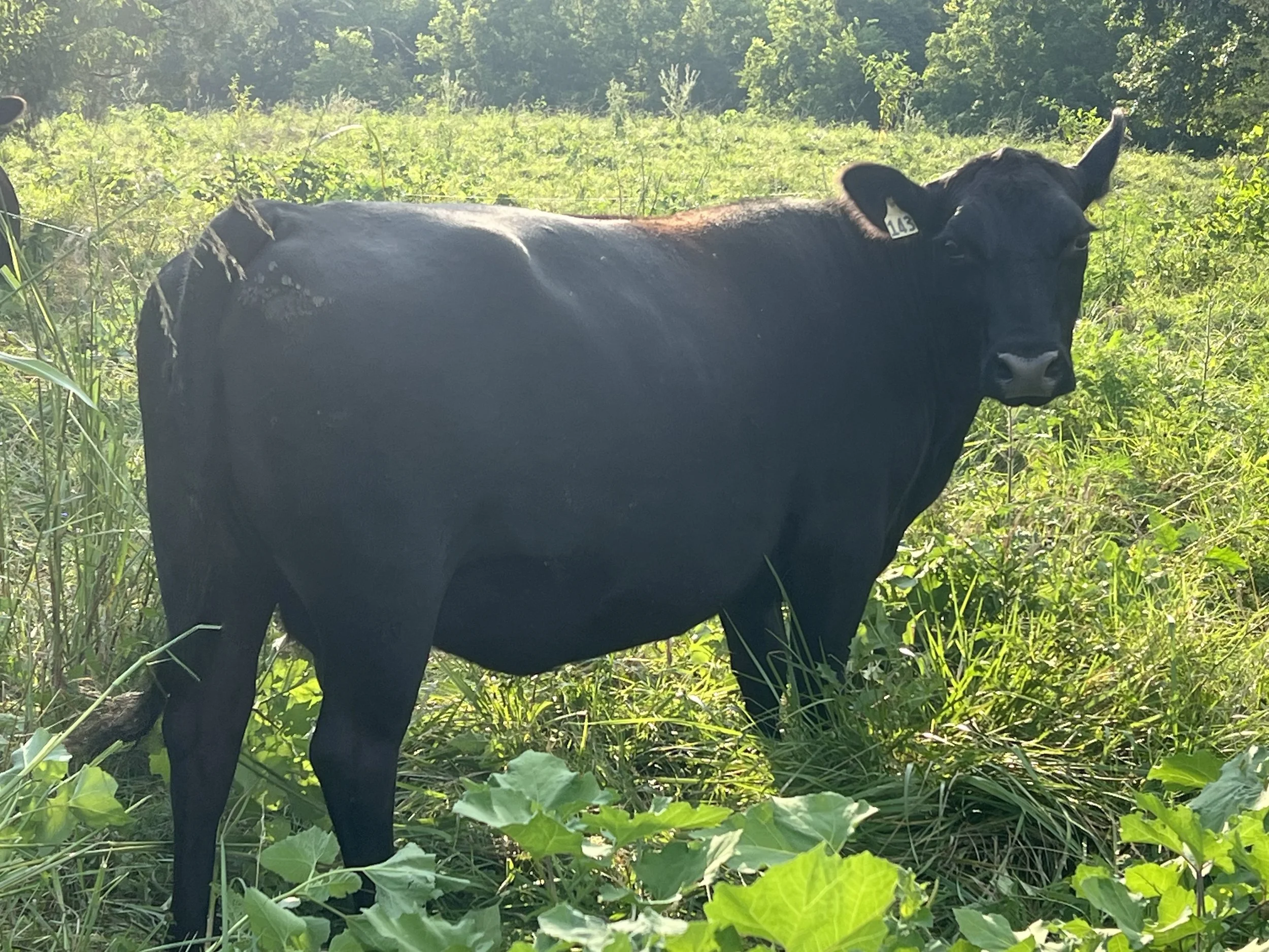 Farm Consulting — Dragonfly Farms- Regenerative, Grassfed Beef and ...