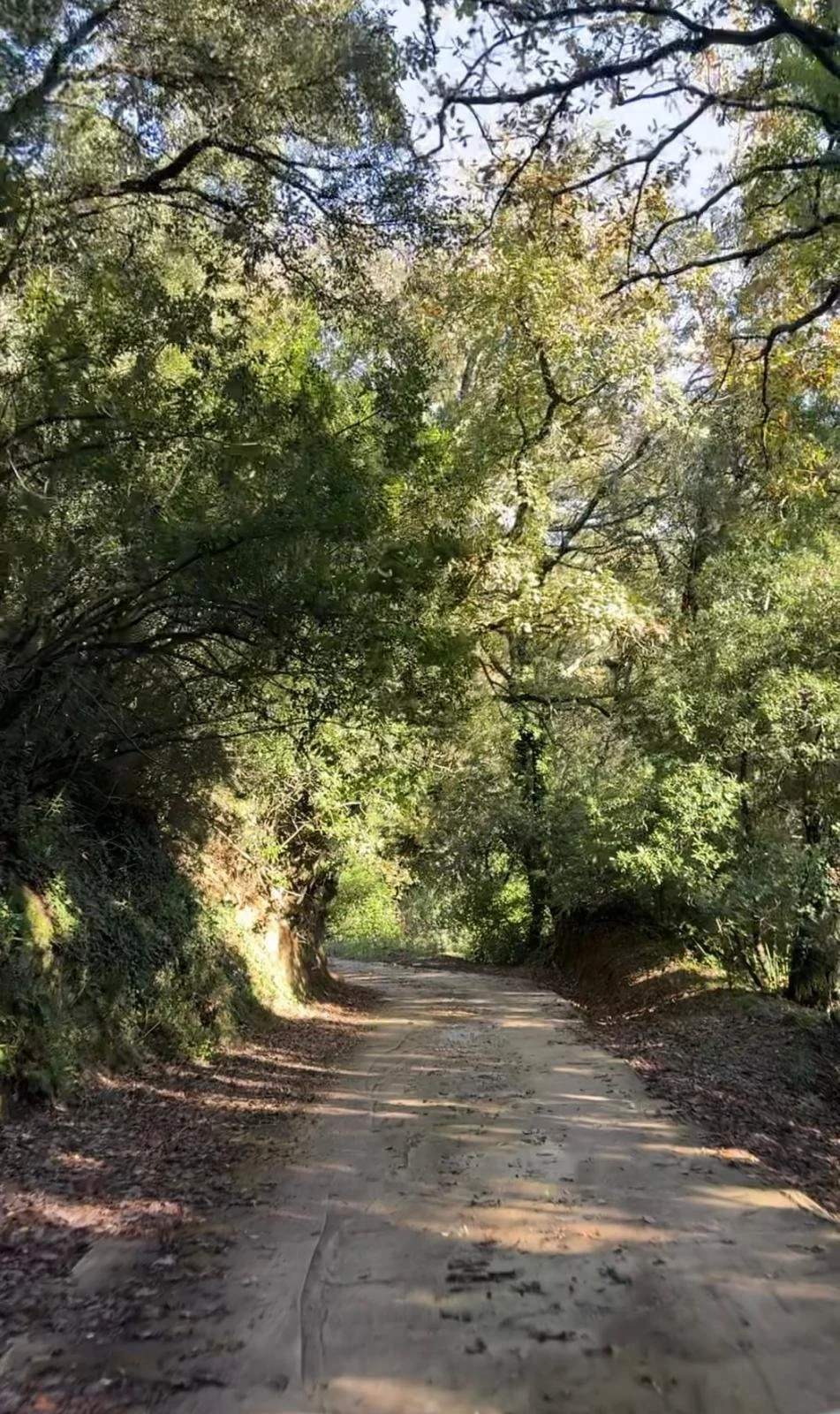 Chemin dans la forêt du golf de Saint Tropez bordé de pins parasols. Il mène au Pontillaou, chambres d'hôtes à la Garde-Freinet où il y a un spa. J'y propose soin visage coréen liftant et des séances de breathwork.