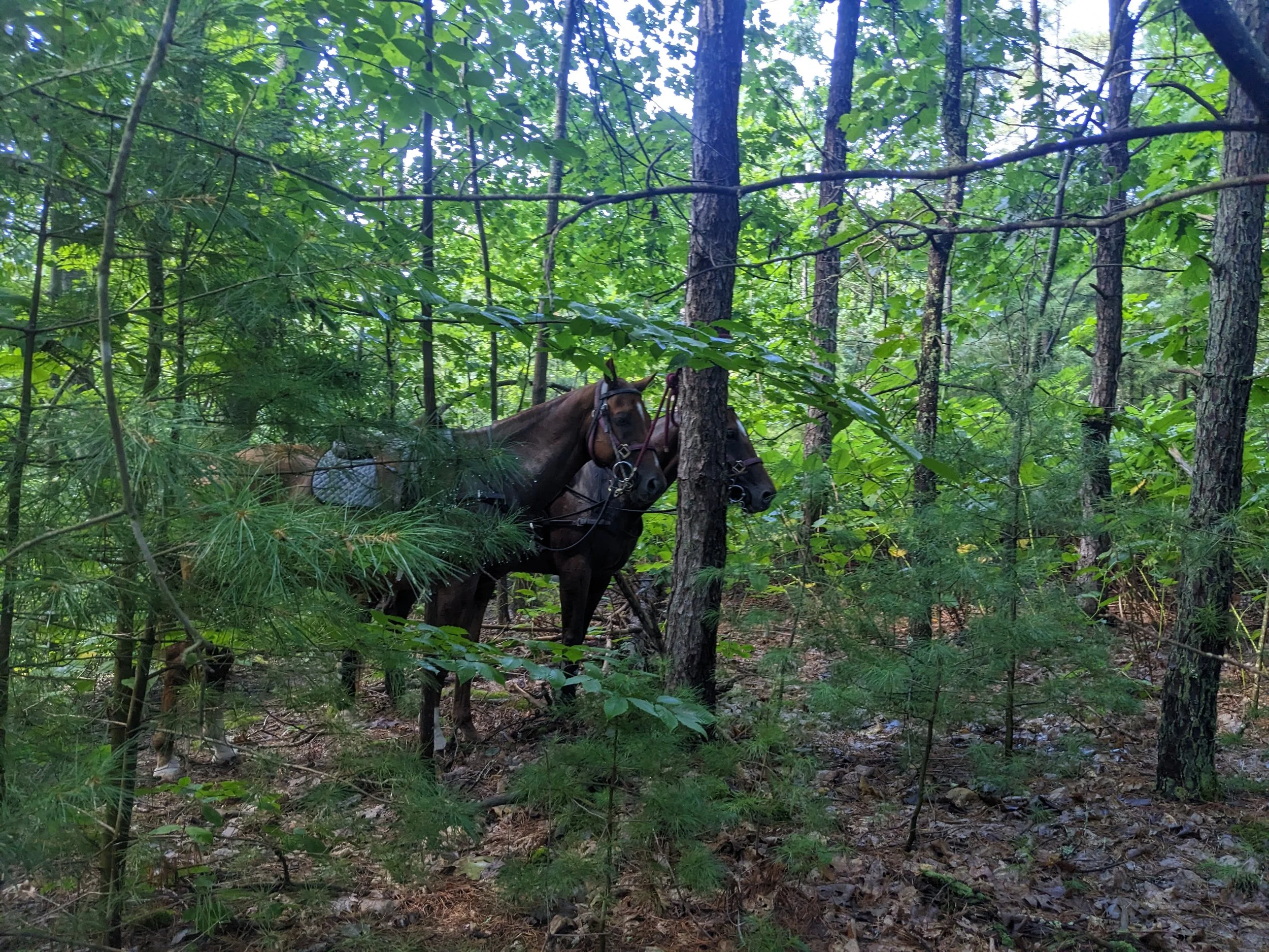 PXL_20230813_141050375 (1).jpg