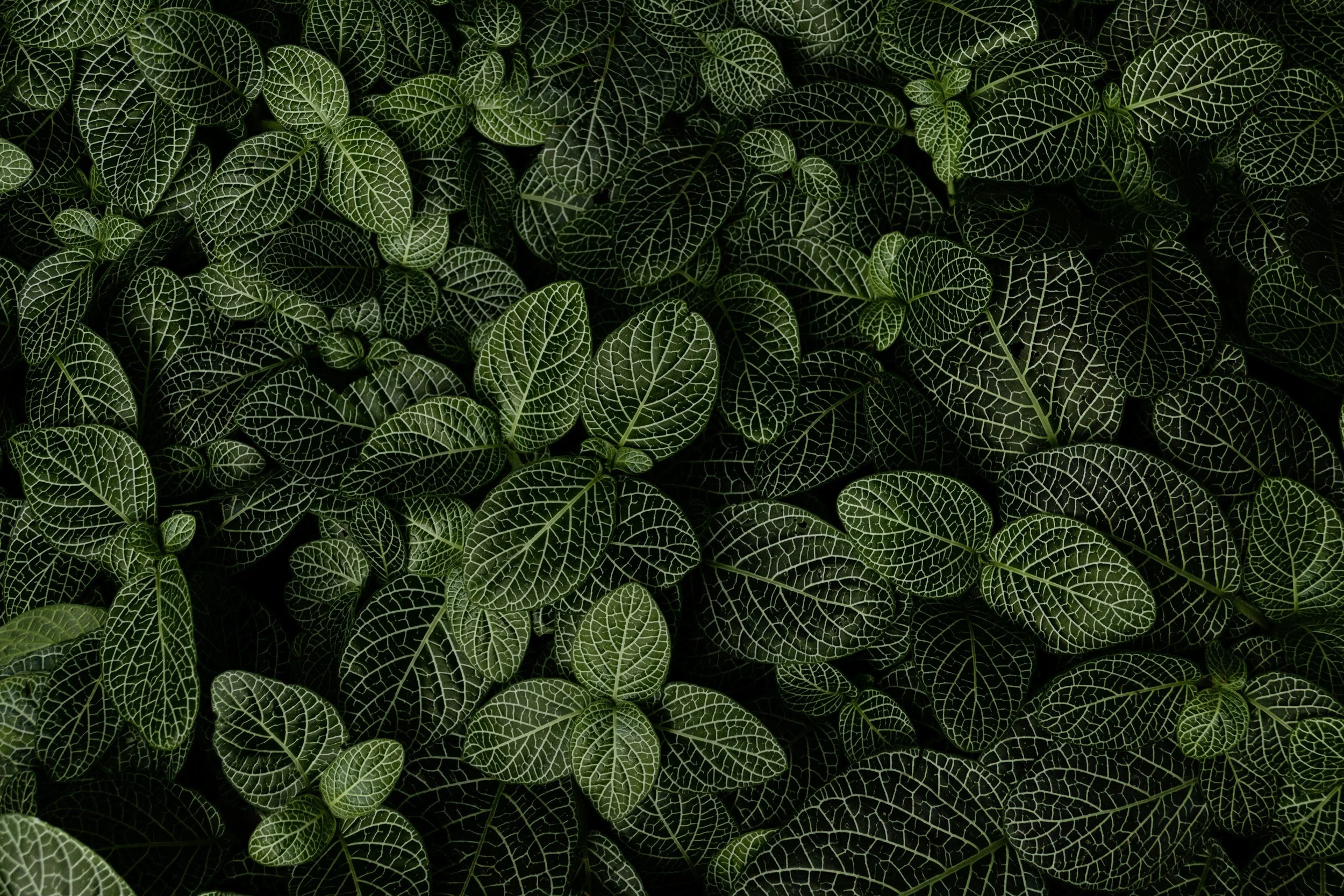 Feuilles vertes avec des nervures blanches en motif dense. Illustration L'Atelier du Bien-Être à Yverdon-les-Bains.
