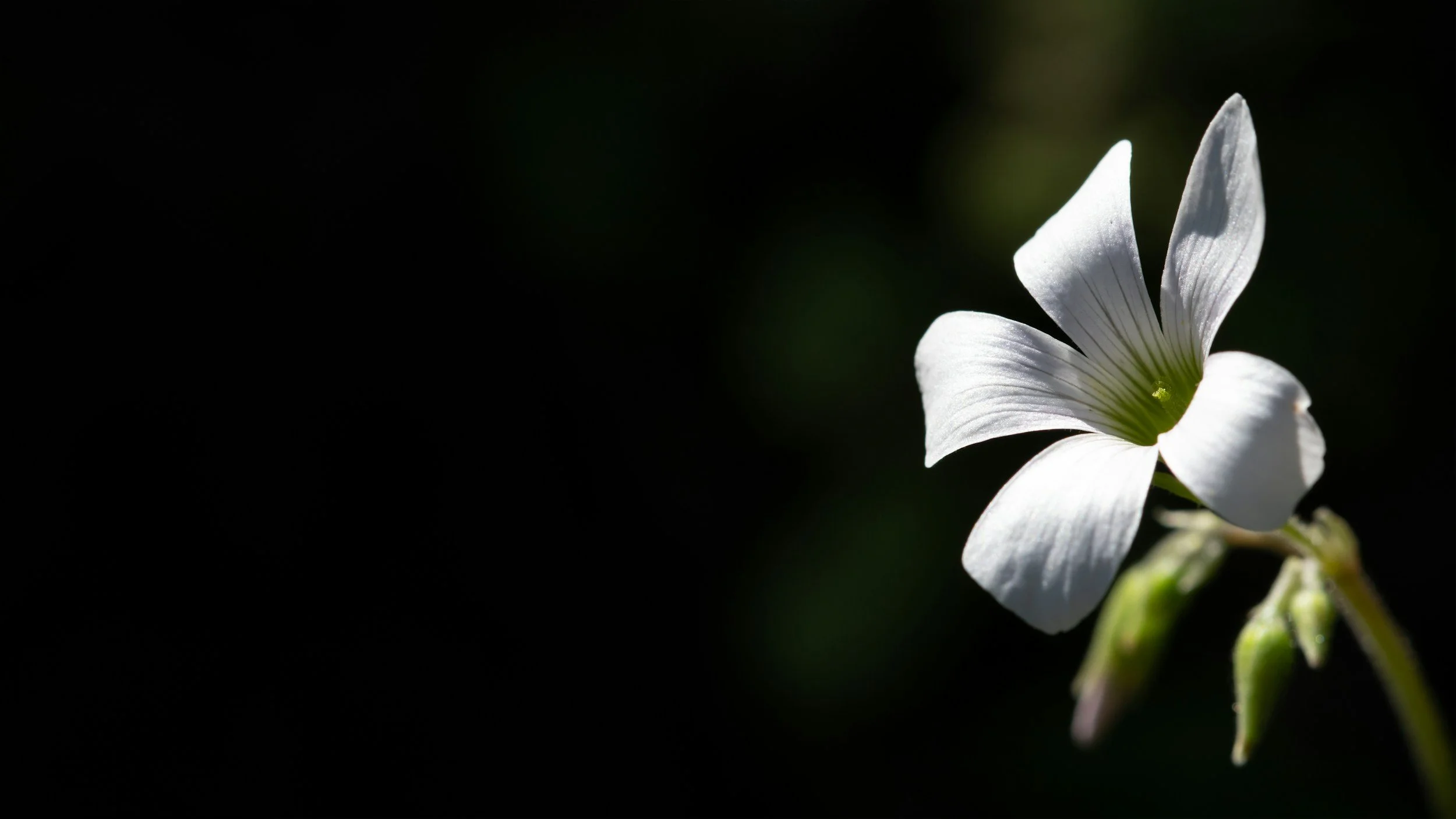 Une fleur blanche épanouie avec un fond sombre.  Illustration L'Atelier du Bien-Être.