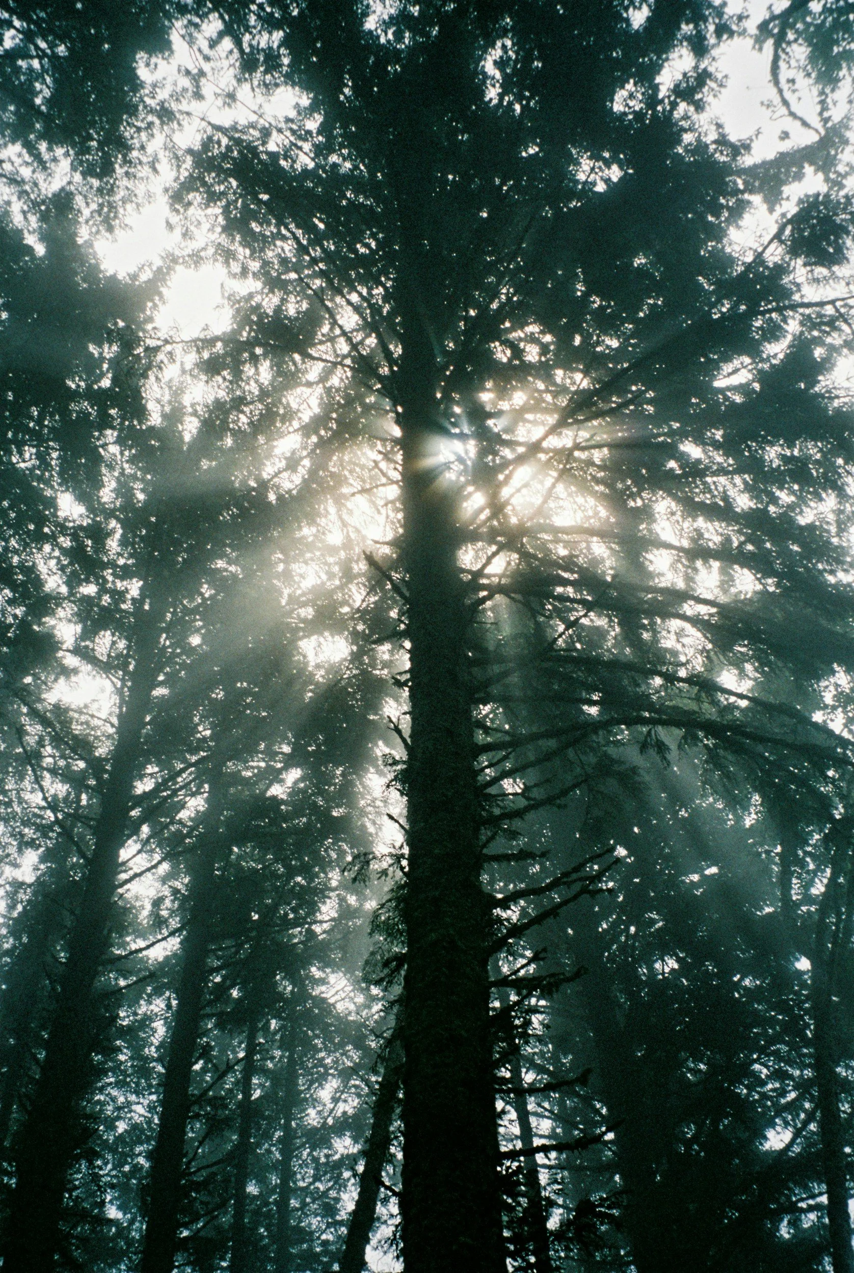 Grand arbre dans une forêt avec la lumière du soleil qui filtre à travers les branches.