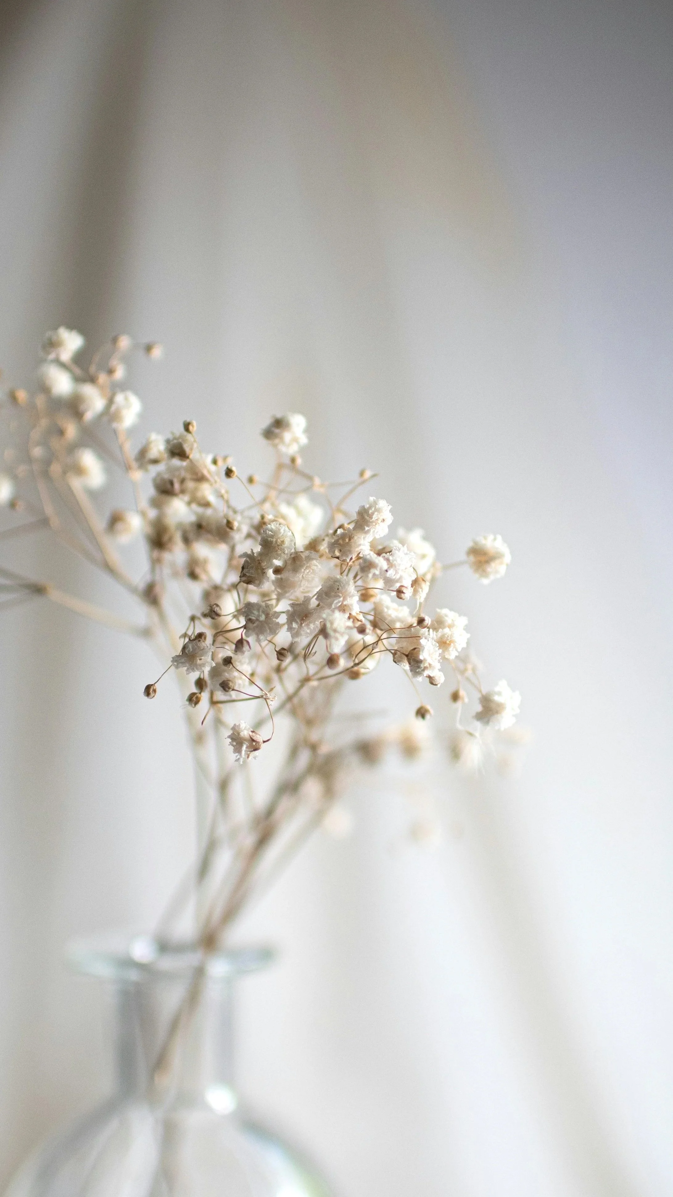 Un bouquet de fleurs séchées blanches dans un vase en verre sur fond clair. Illustration Atelier du Bien-Être à Yverdon-les-Bains.