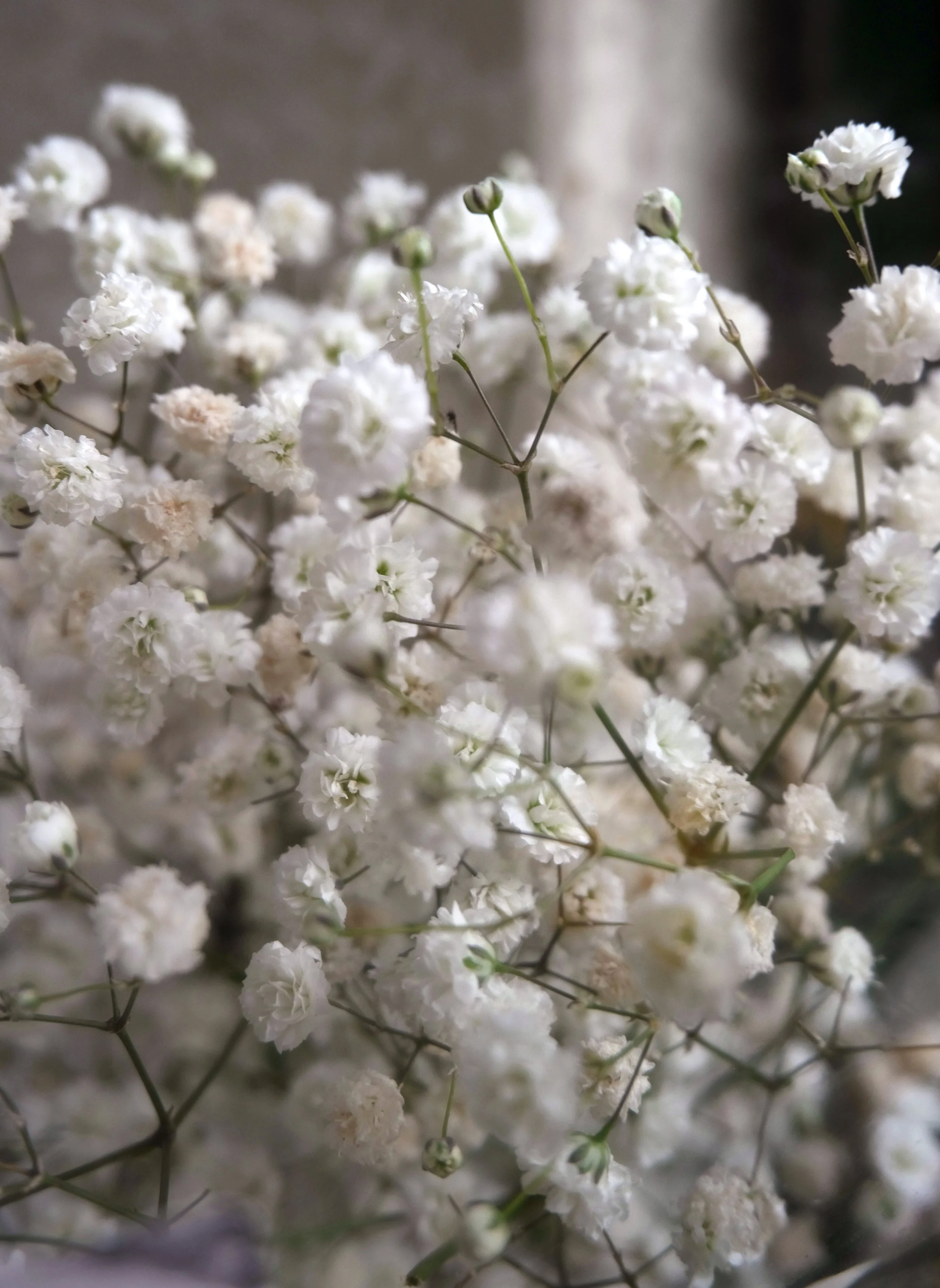 Fleurs blanches délicates, probablement de Gypsophile, en bouquet ou bordure, avec un fond flou. Atelier du Bien-Être à Yverdon-les-Bains.