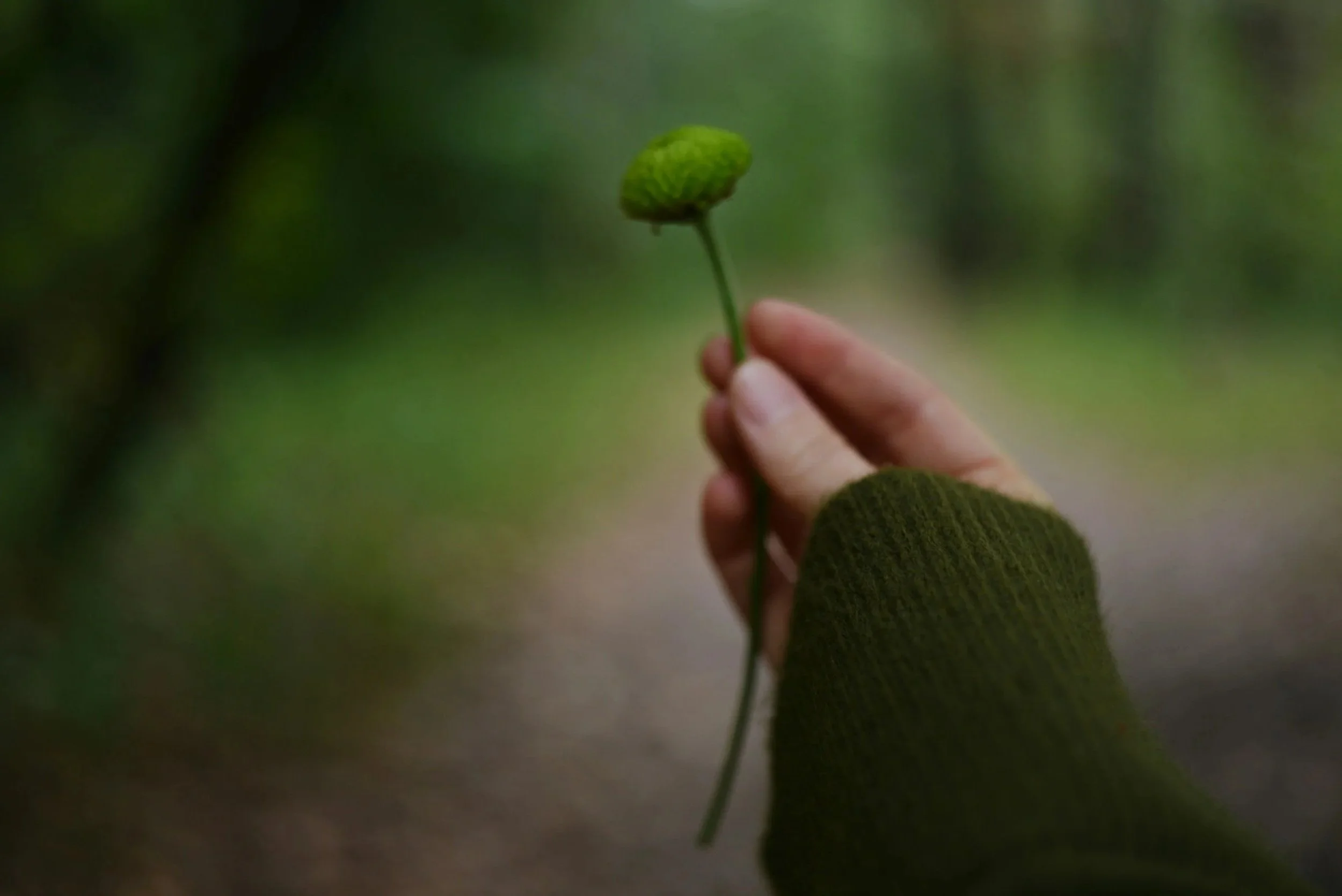 Main tenant une fleur encore éclose, dans un environnement naturel vert et flou.