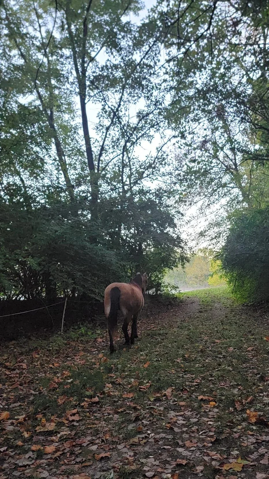 Graceful Transitions with Horse Wisdom