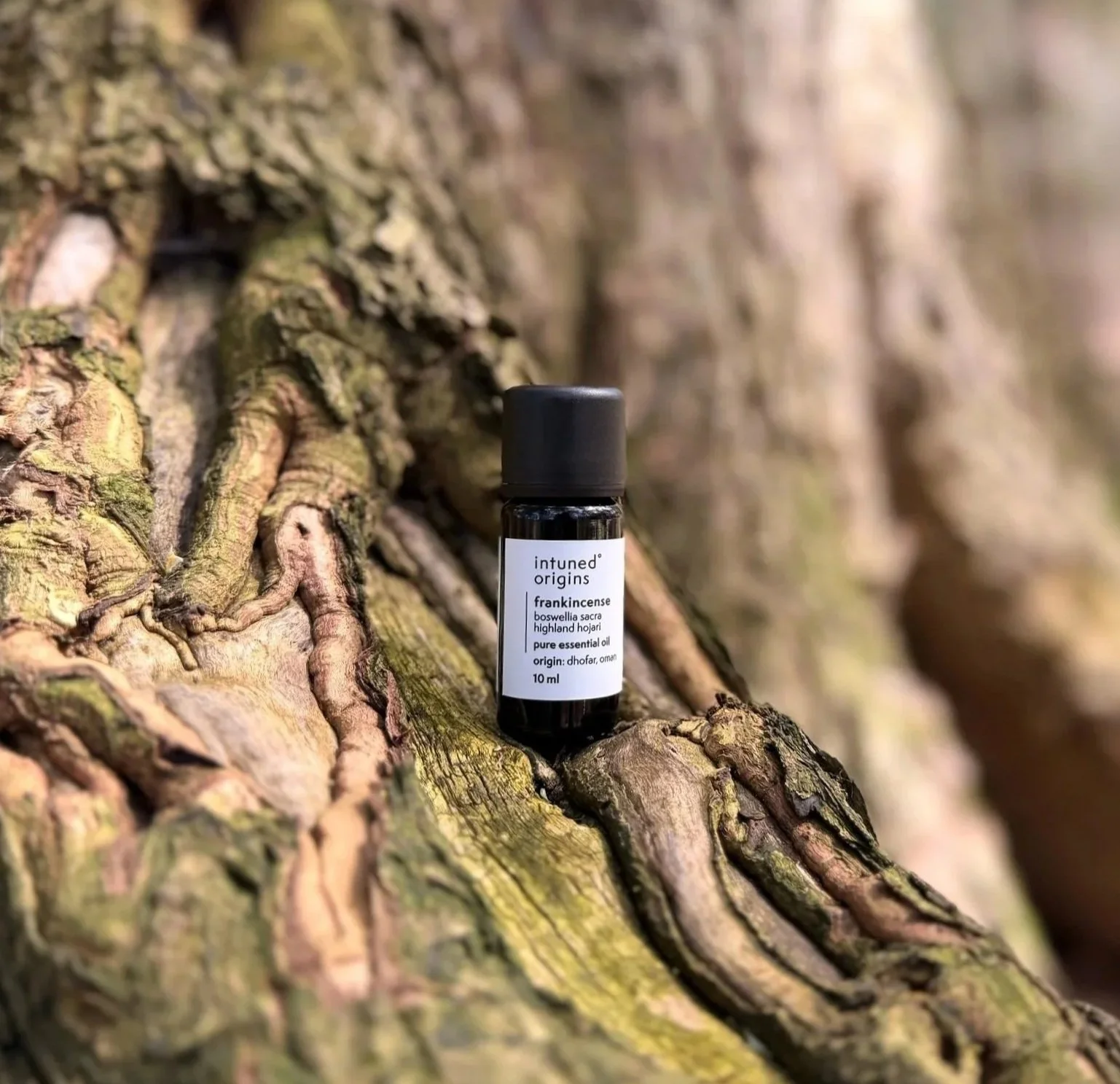 A small black bottle of frankincense essential oil with a white label listing details, placed on a textured tree trunk with visible roots and bark.