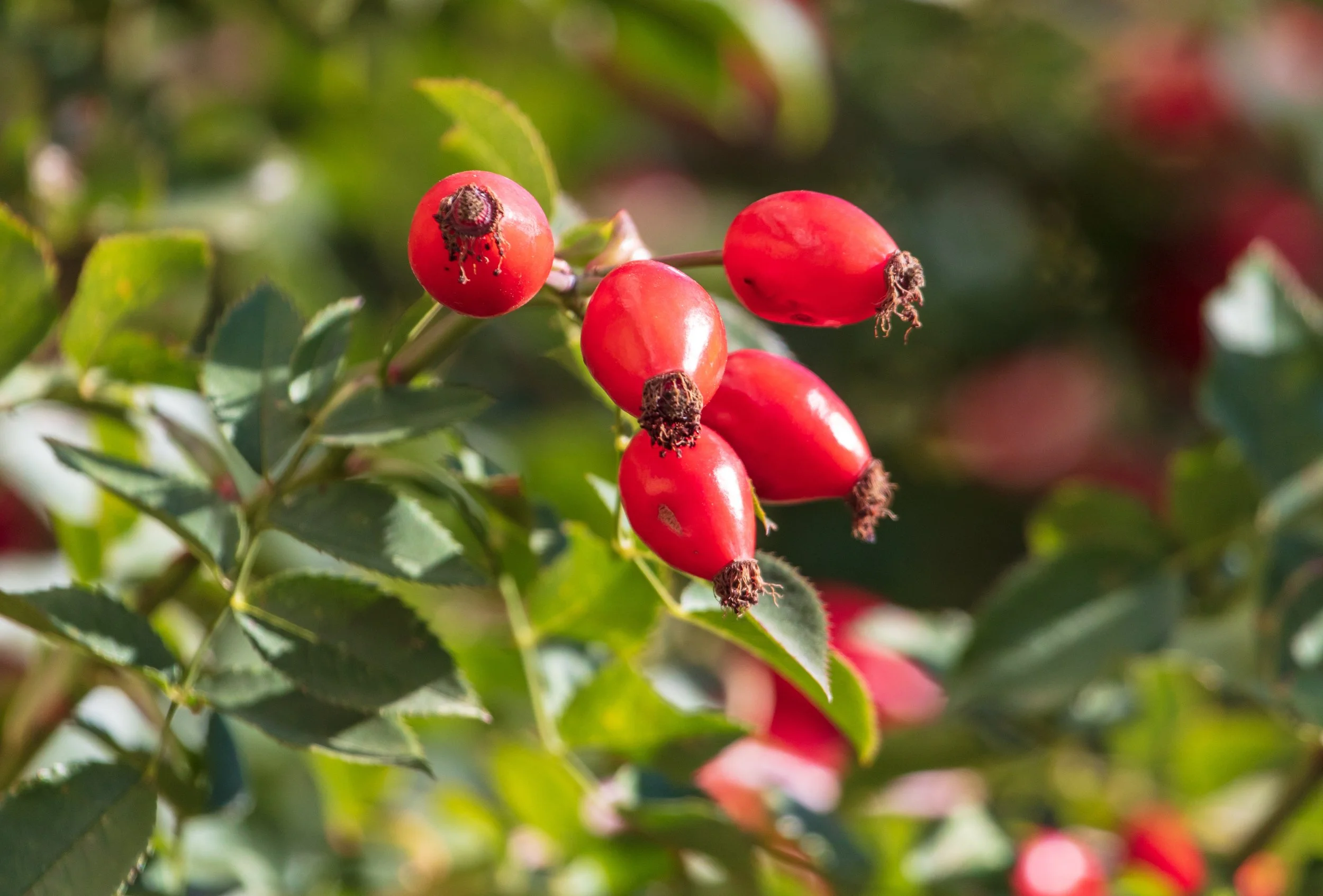 Close-up of red berries on a plant with green leaves in the background.