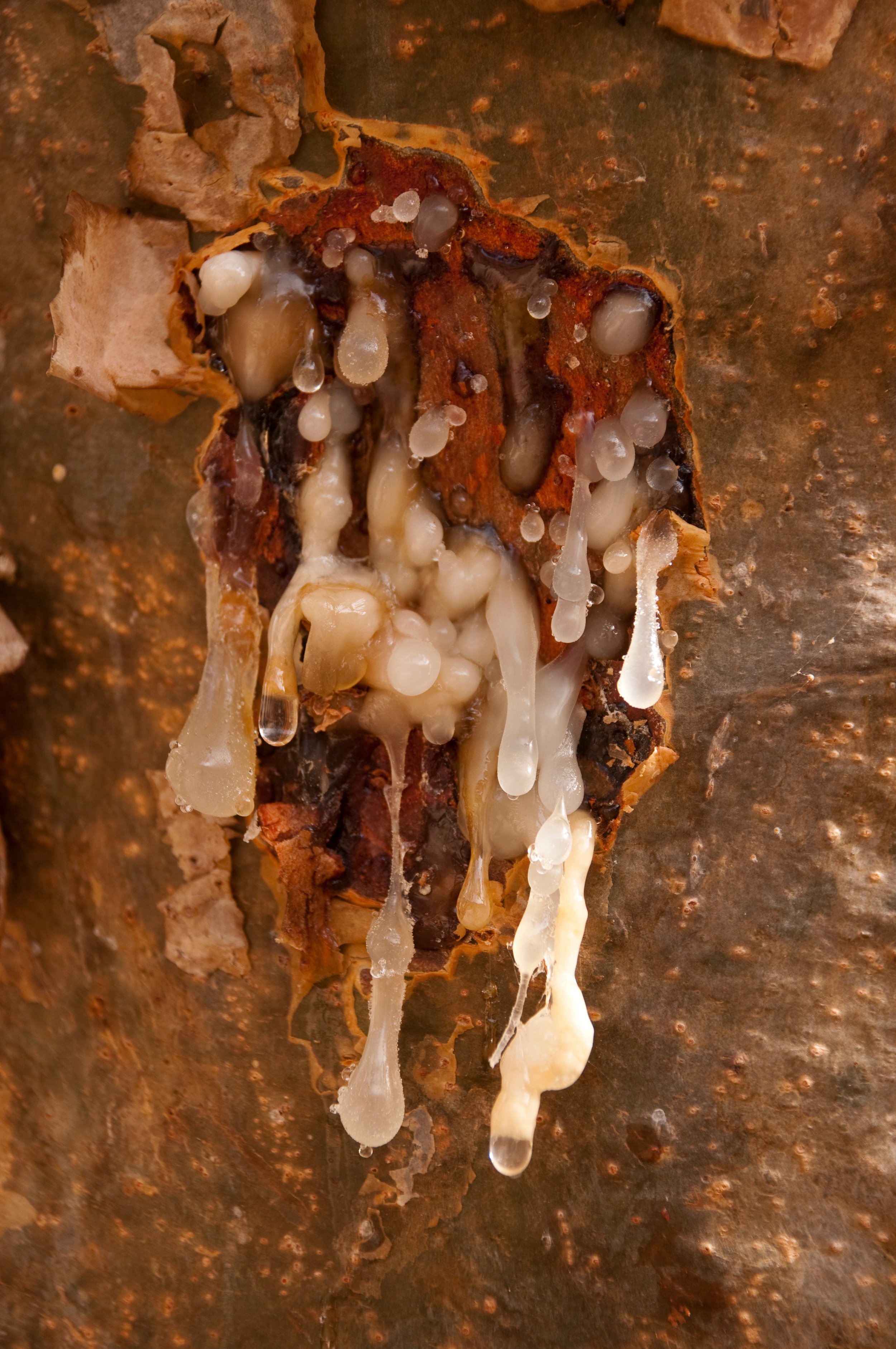 Close-up of a rusty metal surface with organic growth, fungi, or mold and white, gelatinous substance oozing from it.