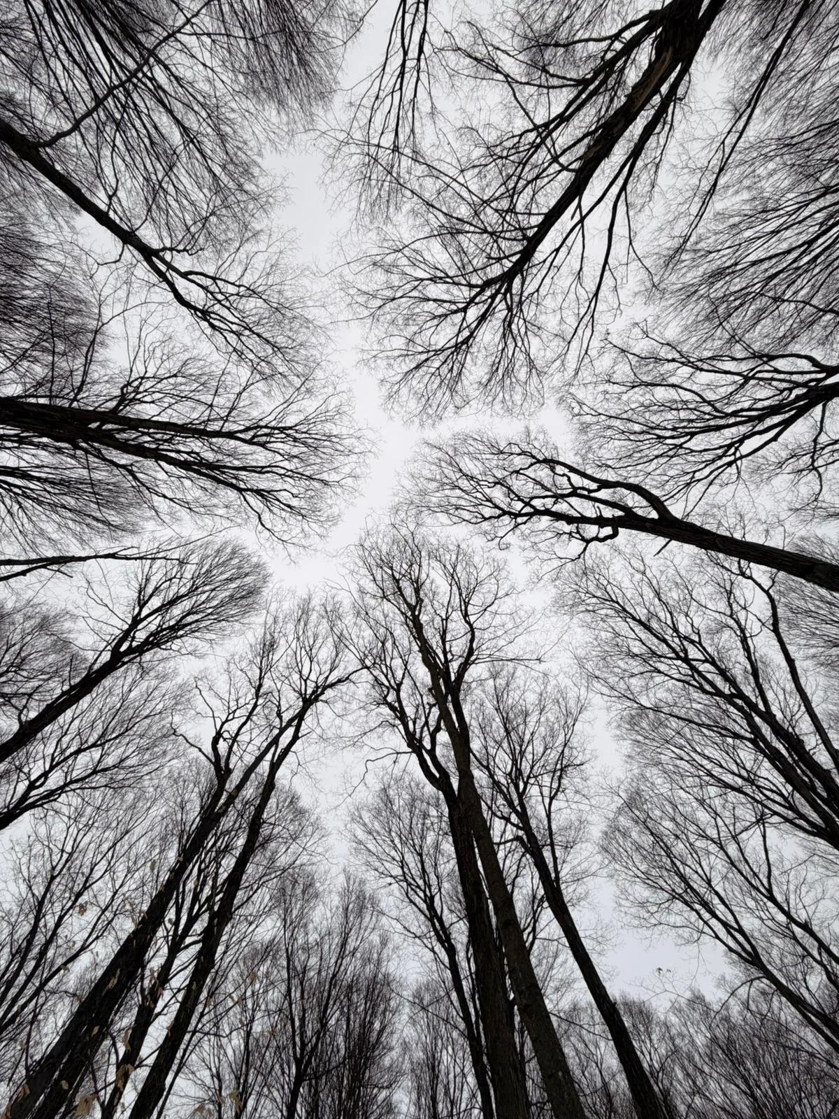 Look up at a forest of tall, leafless trees against a gray sky.
