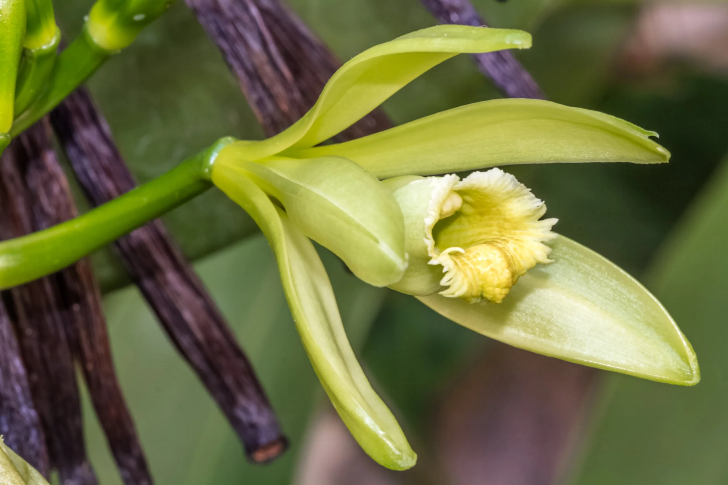 Close-up of a yellow orchid flower with elongated petals and a textured lip, attached to a green stem with dark brown branches in the background.