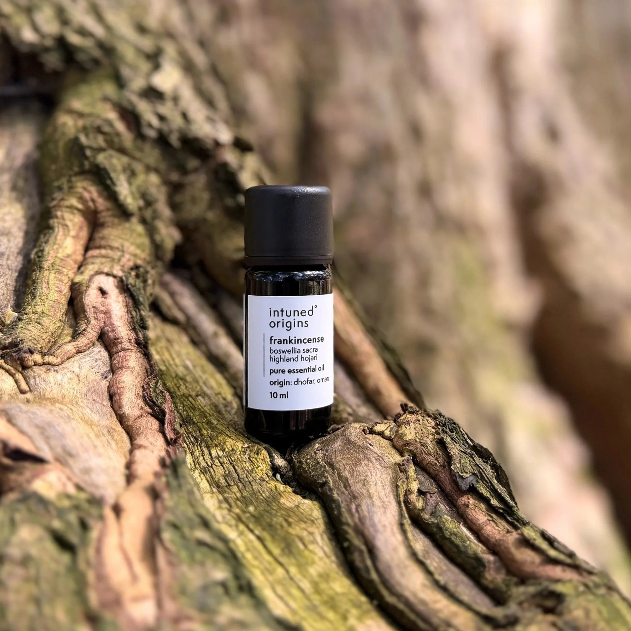 Close-up of a small essential oil bottle labeled 'intuned origins frankincense' against textured tree bark.