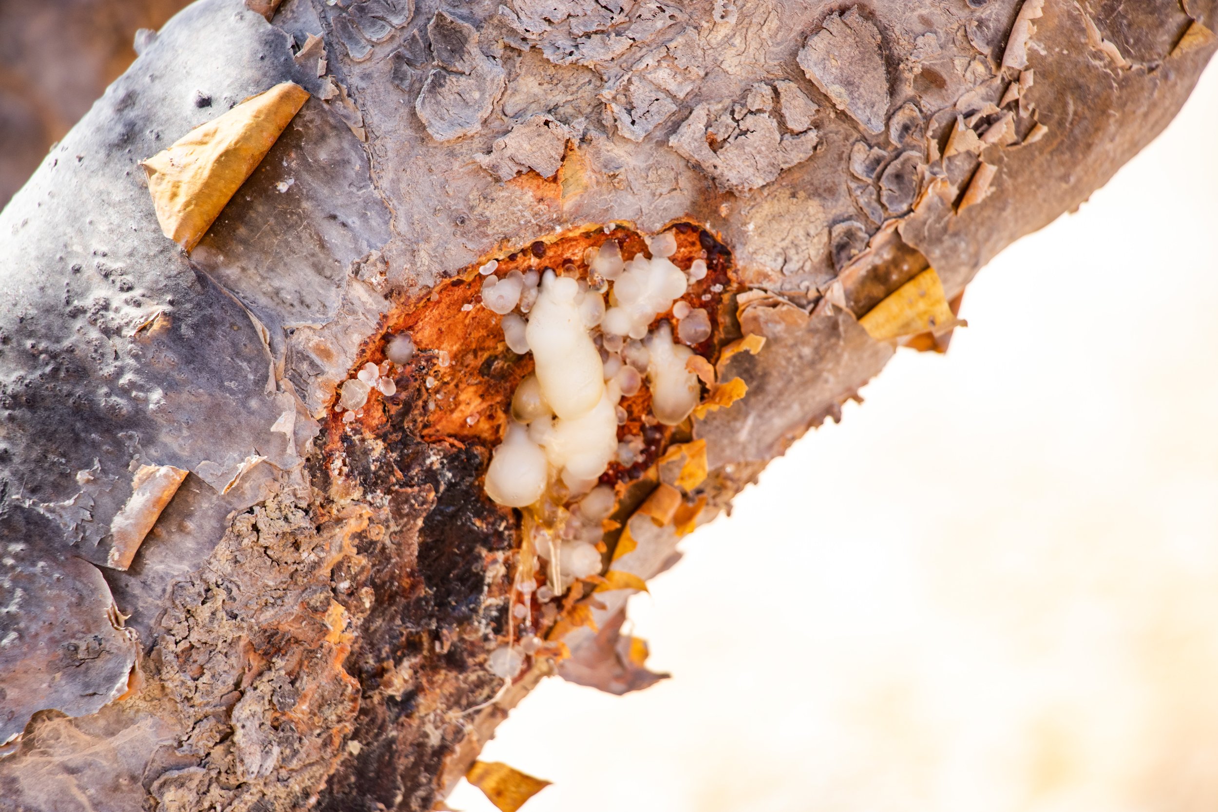 frankincense whispers: traditional uses of boswellia sacra