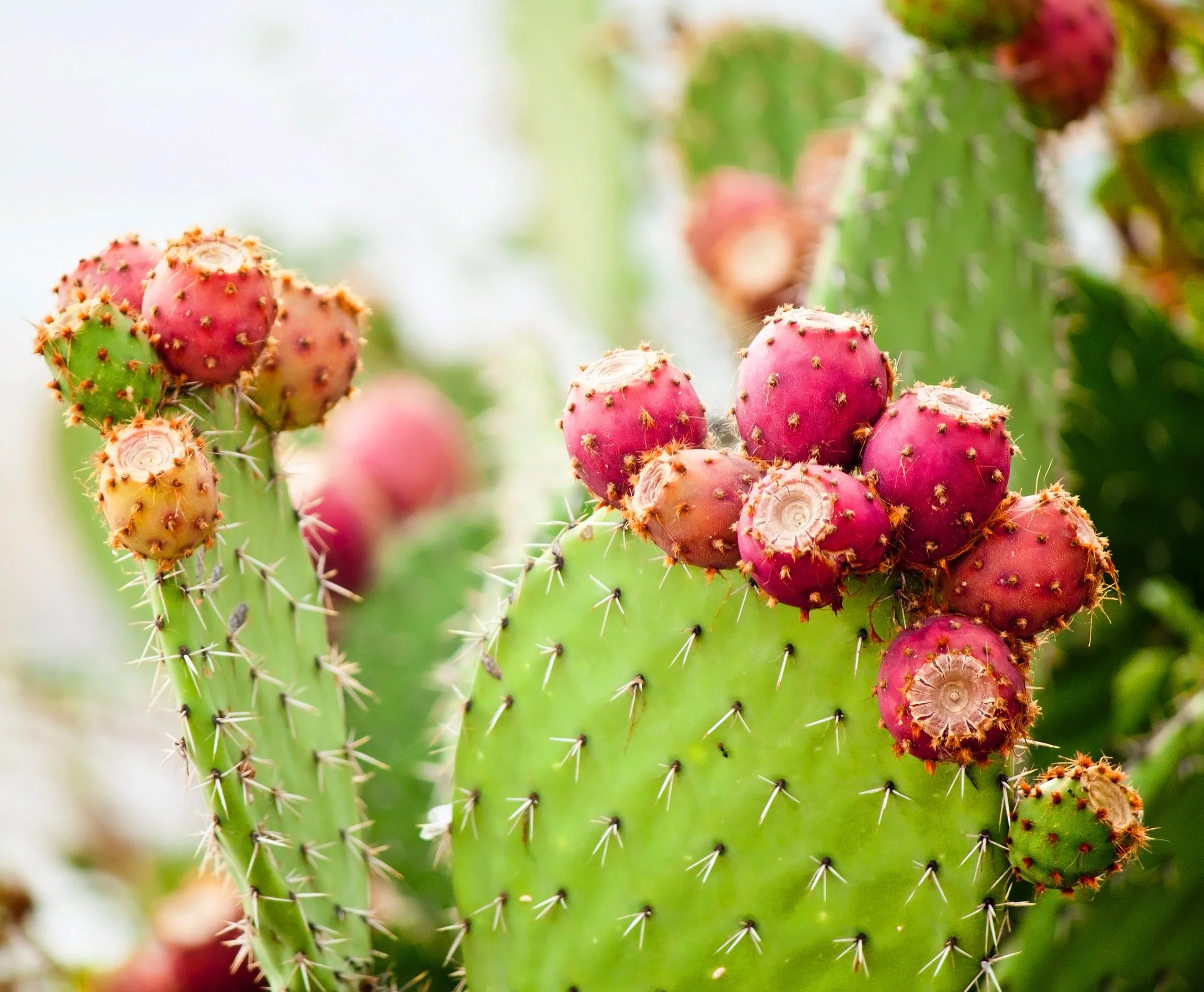 Close-up of prickly pear cactus with pink and green fruit on a sunny day.