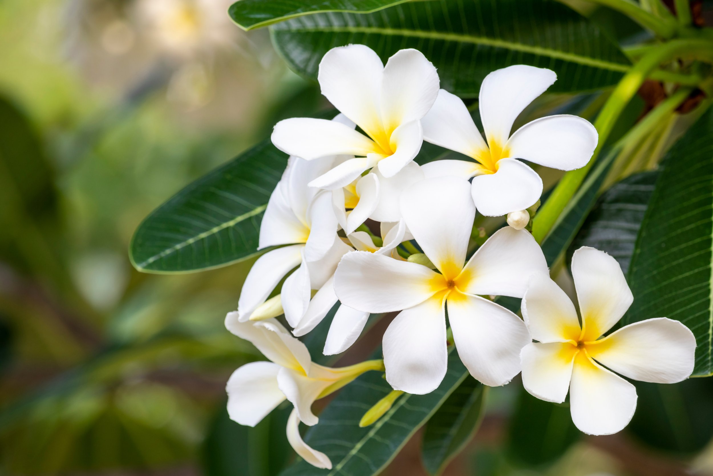 Cluster of white plumeria flowers with yellow centers surrounded by green leaves.