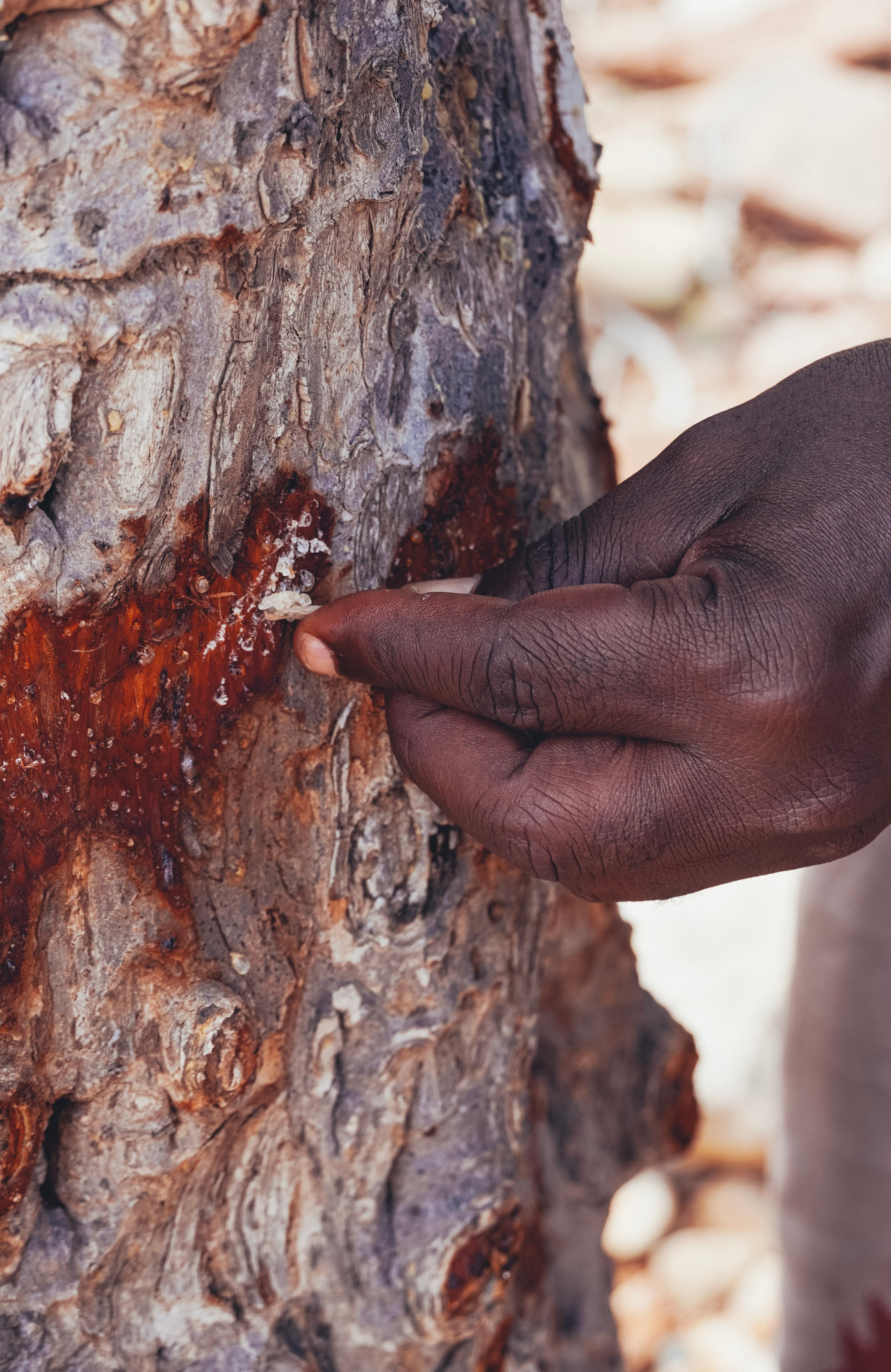 Close-up of a person's hand touching the bark of a tree.