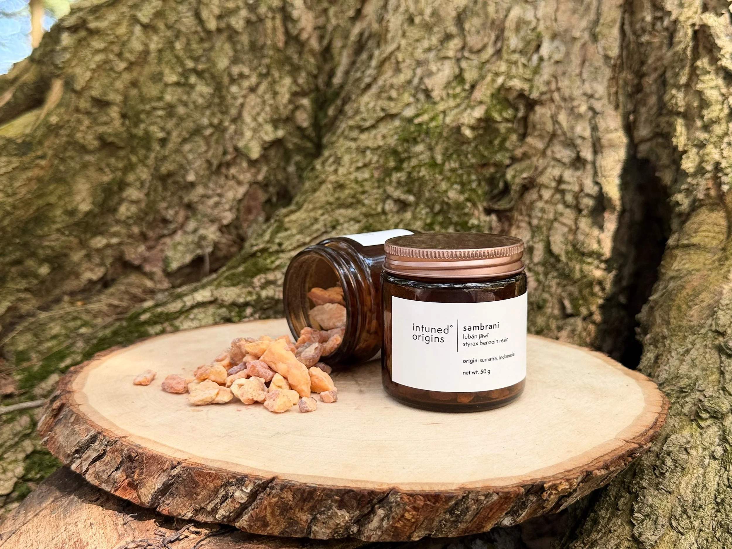 A bottle of supplements labeled 'Intuned Origins', placed on a wooden surface in front of a tree trunk with rocks spilled around it.