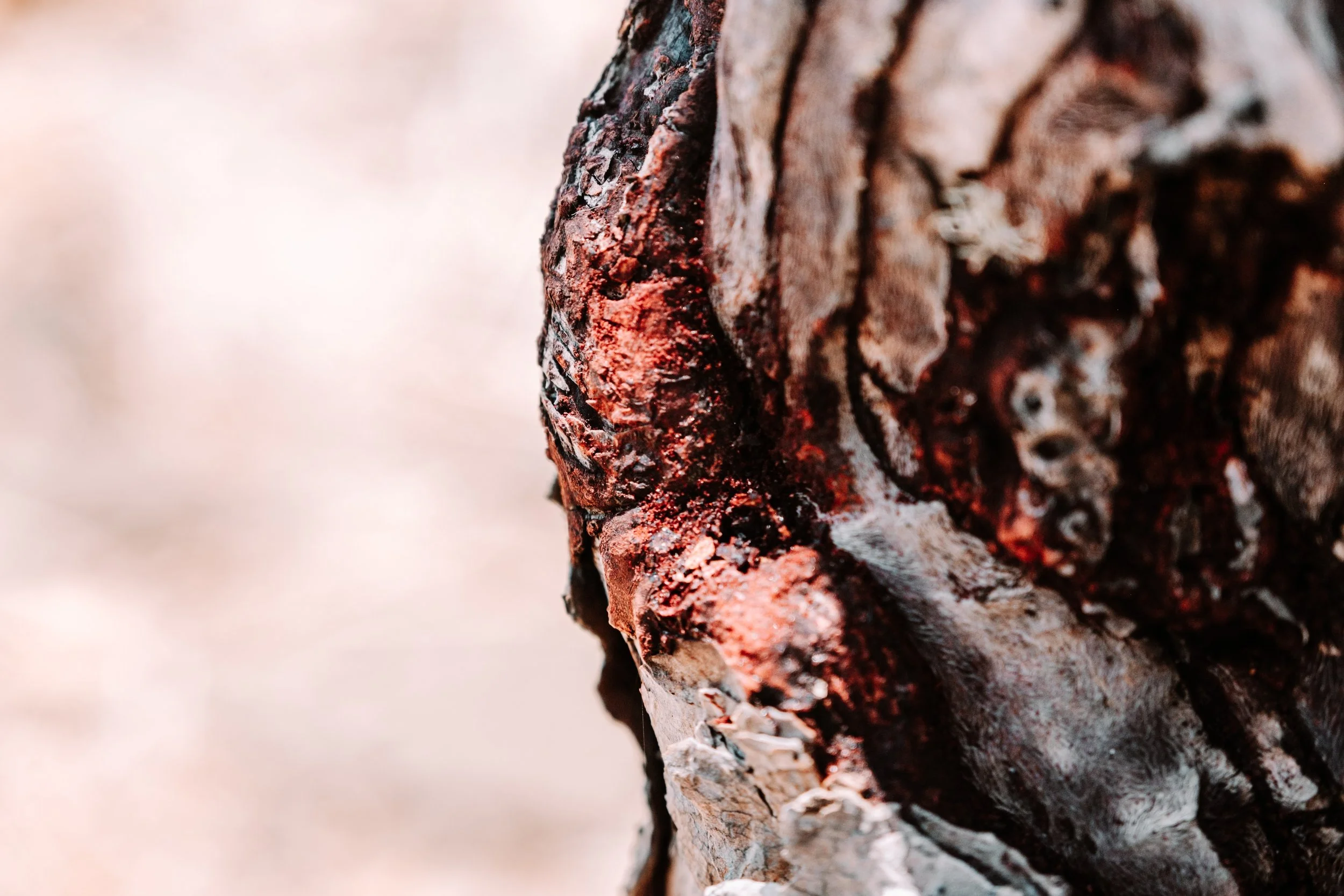 whispers of change: traditional &amp; ceremonial ways with dragon’s blood