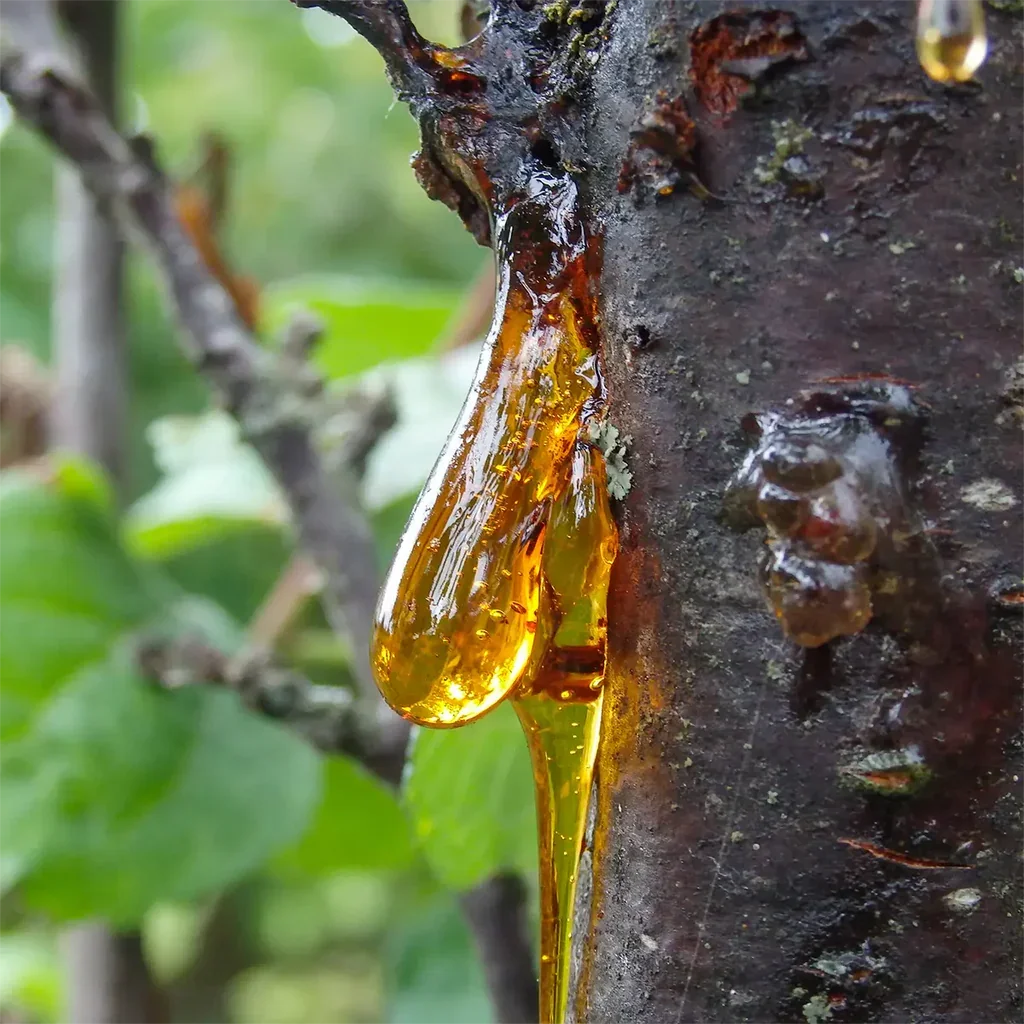 whispers of warmth: traditional ways with sambrani benzoin