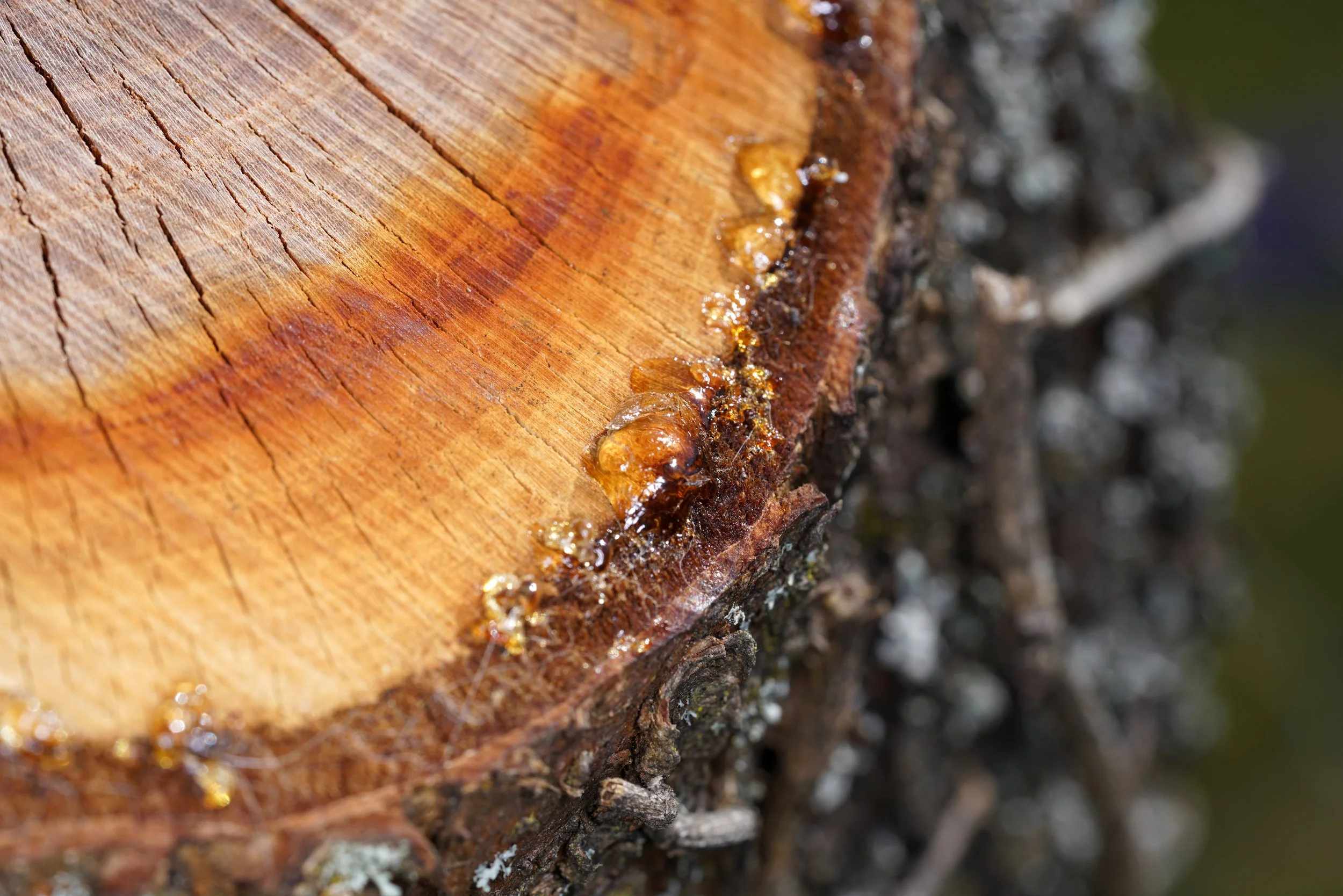 Close-up of a tree trunk with fresh sap oozing out of a crack in the bark.