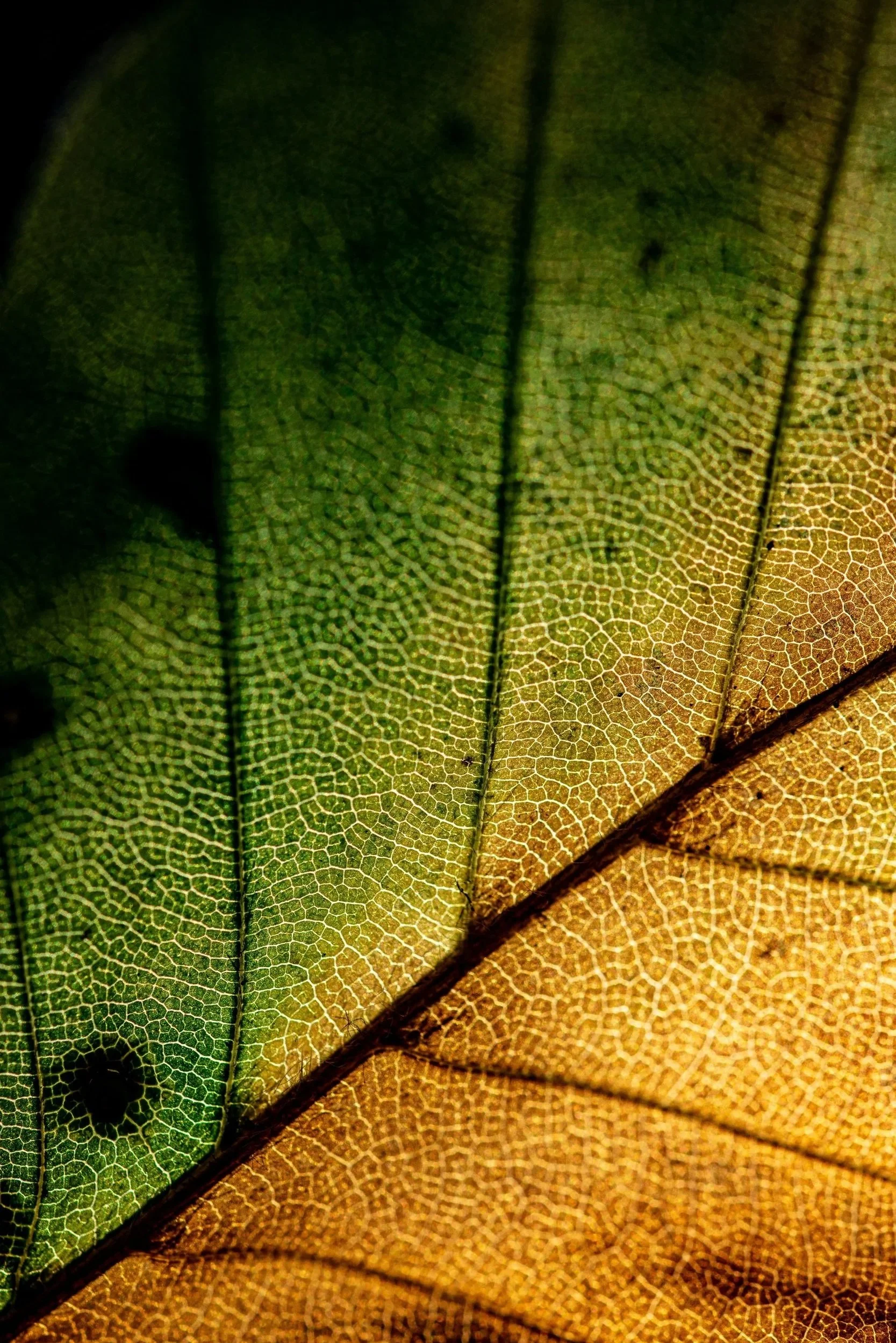 Close-up of a leaf showing detailed veins and color transition from green to brown.