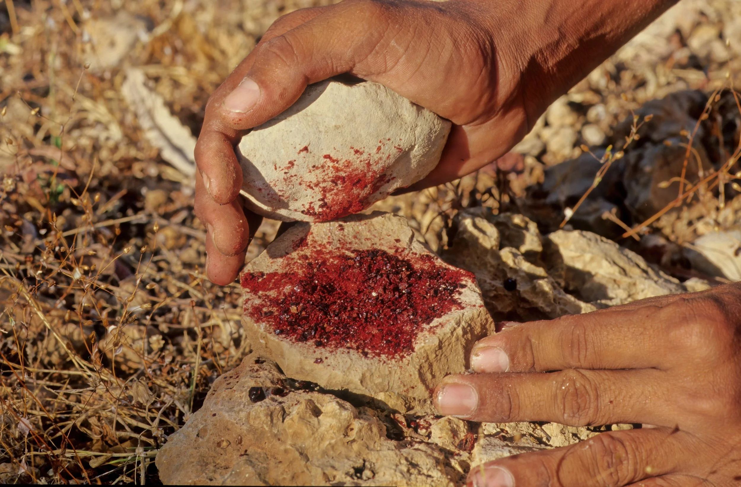 blood of the dragon: spiritual significance of socotra’s dragon’s blood