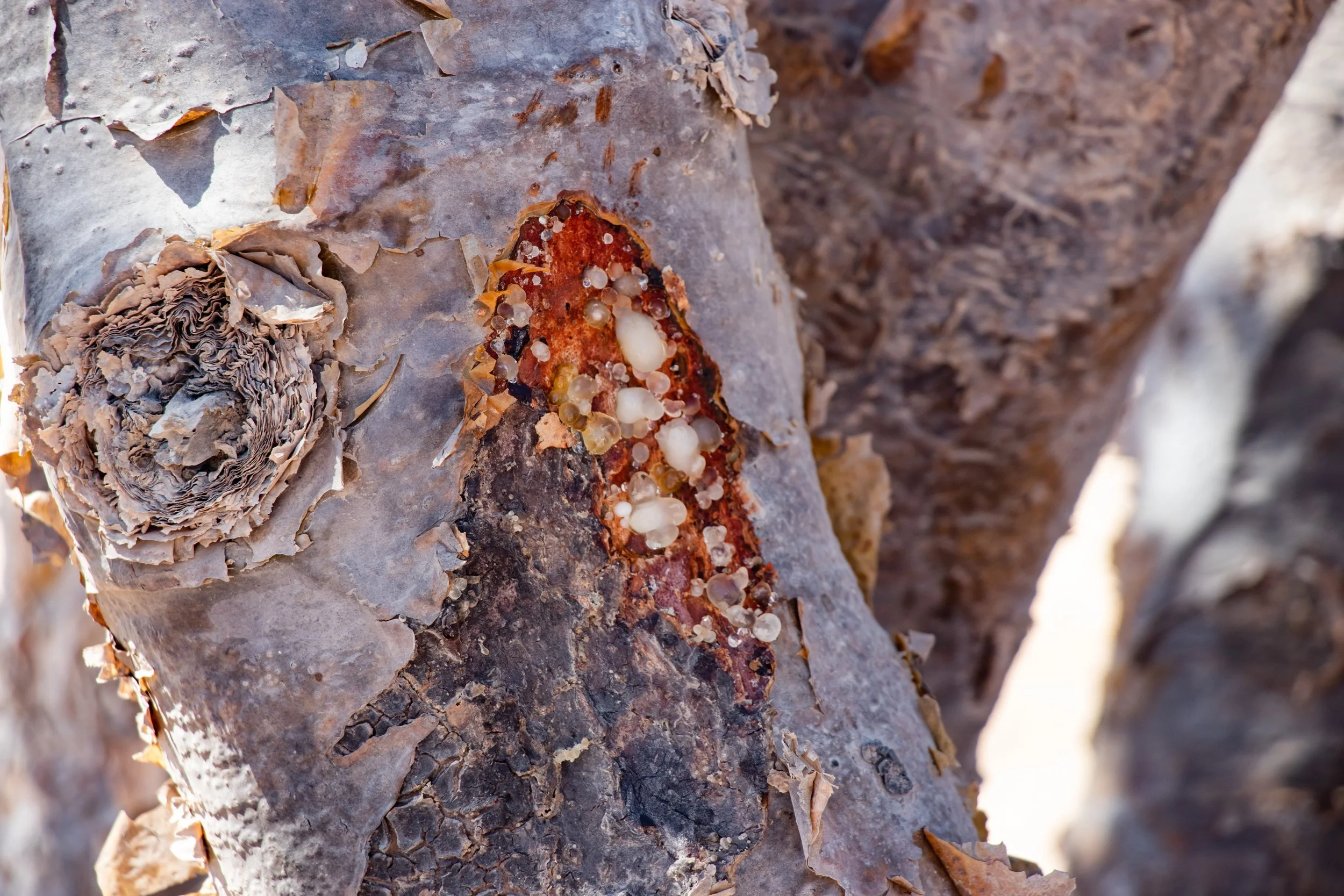 Close-up of tree bark with orange fungus and small white mushrooms growing on it.