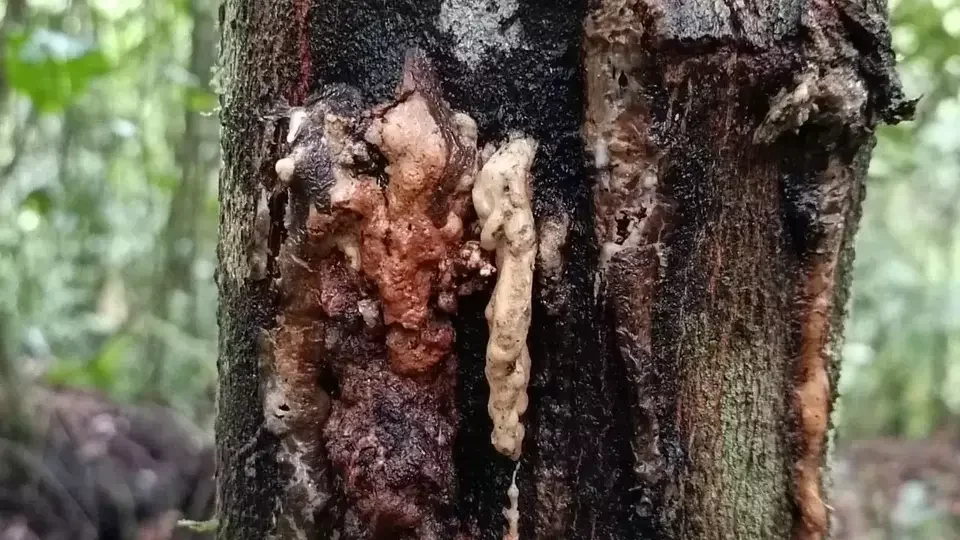 Tree trunk with a fungal or plant growth emerging from a crack, surrounded by a forest.