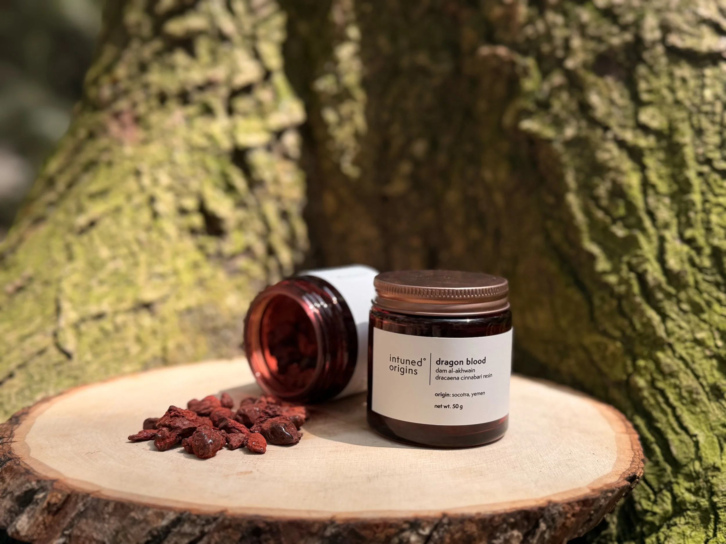 A small brown glass bottle labeled 'intuned' contains dragon blood resin, placed on a wooden surface with dried red resin pieces spilled around it. The background features a large tree trunk with moss and bark textures.