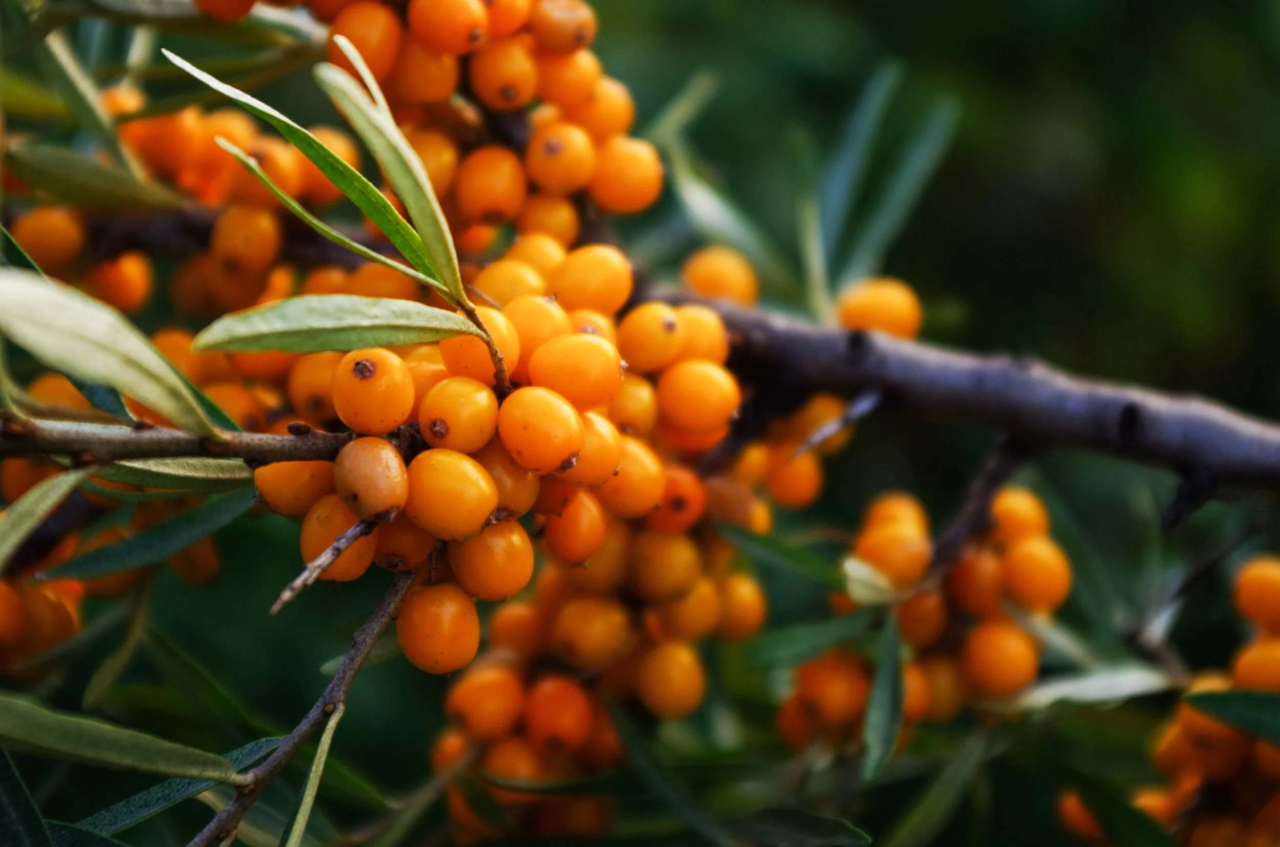 Close-up of orange berries on a branch with green leaves, natural outdoor setting.