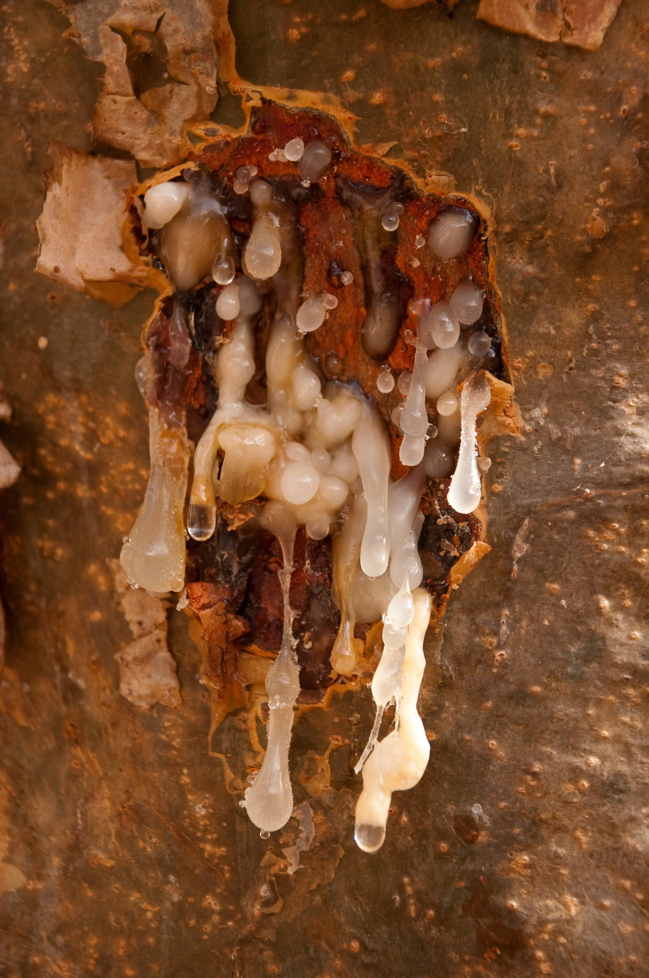 Close-up of a rusty surface with a fragment of decaying organic material, possibly a plant or fungi with white, gelatinous growths or spores.