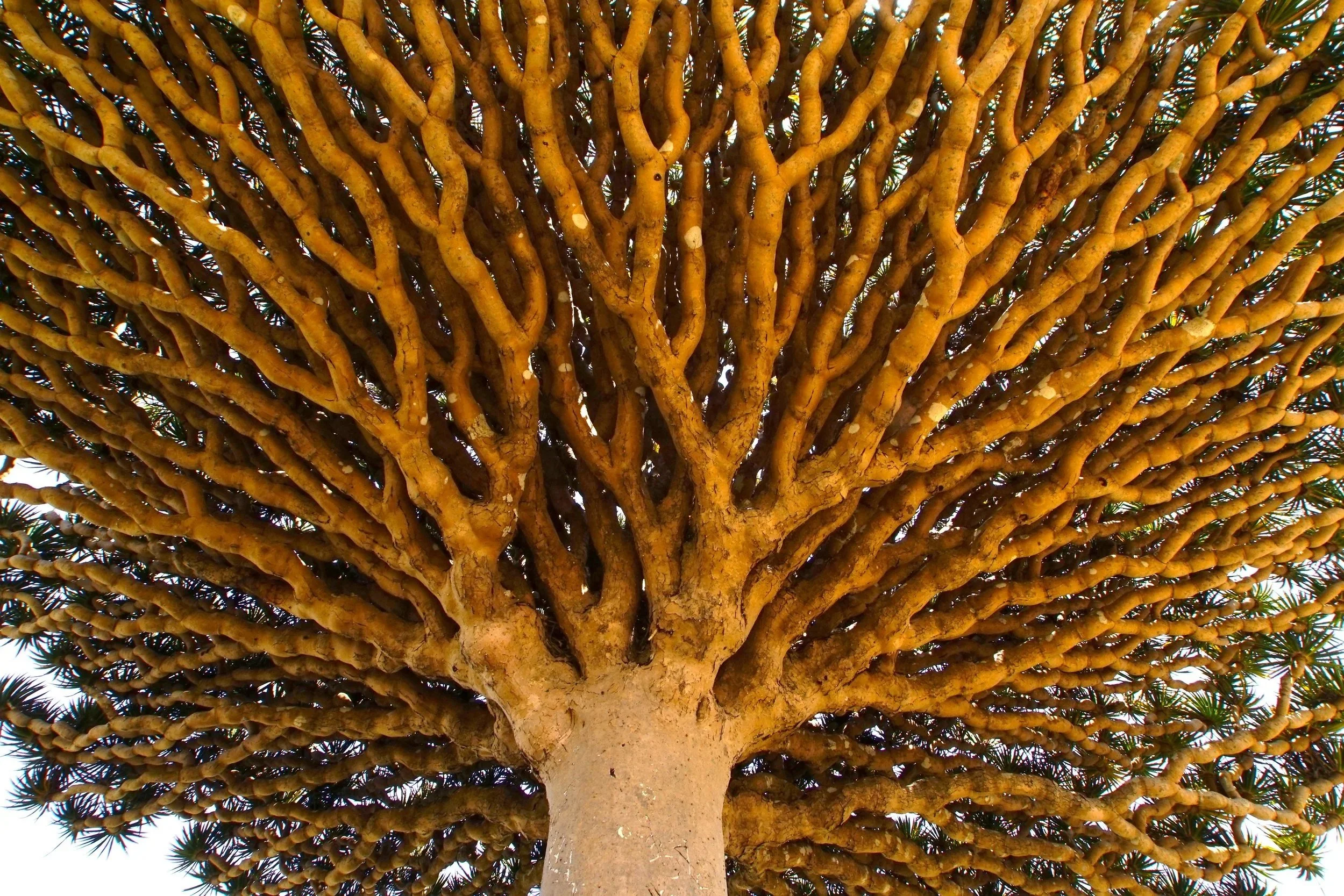 Close-up of a desert tree with a thick trunk and a dense canopy of spiky, angular branches.