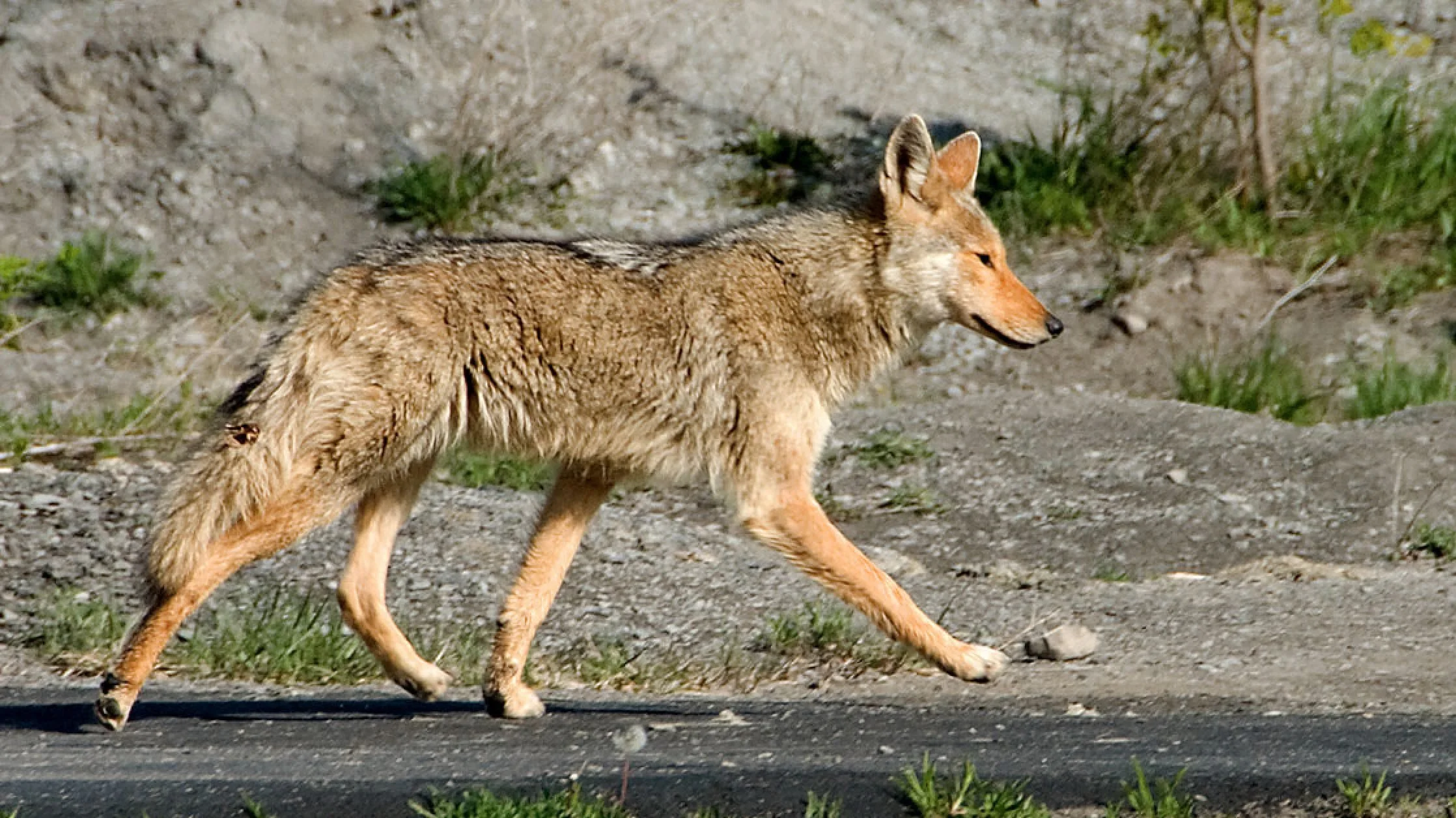 Life is General. Embrace the Coyote.