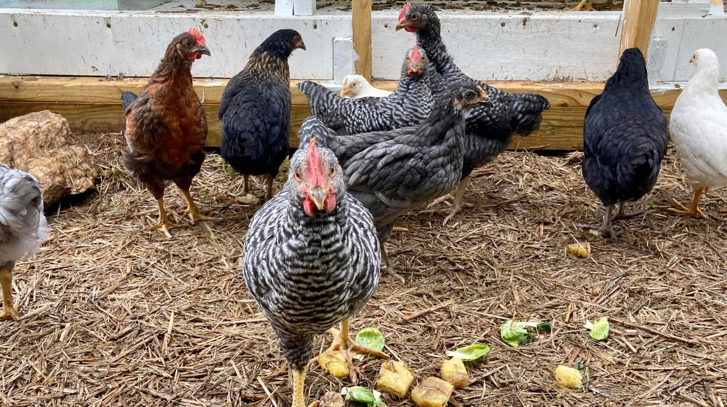 A Primer on Raising Chicks