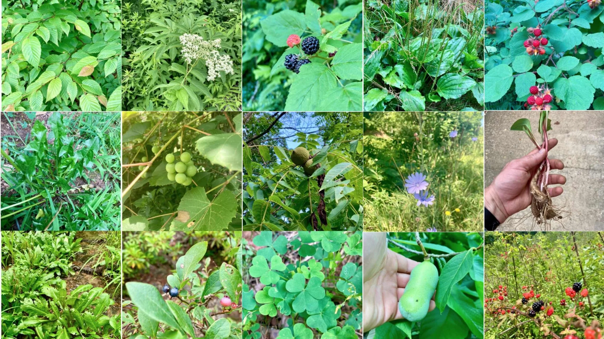 Wild Edibles of The Southern Appalachians - UPDATED