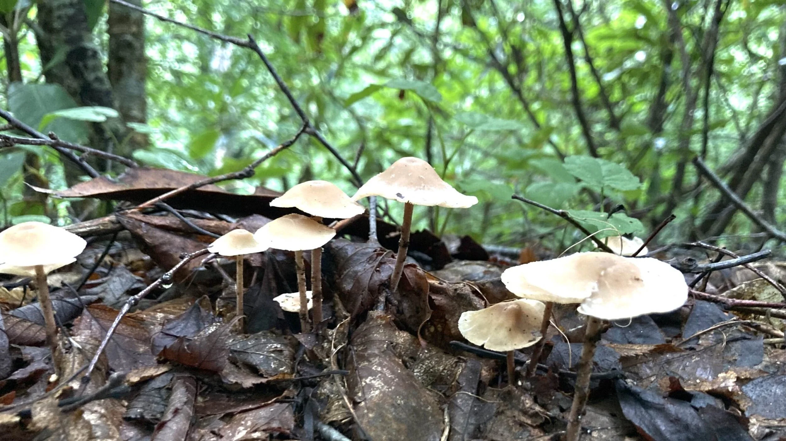 Pictorial Post: Mushrooms