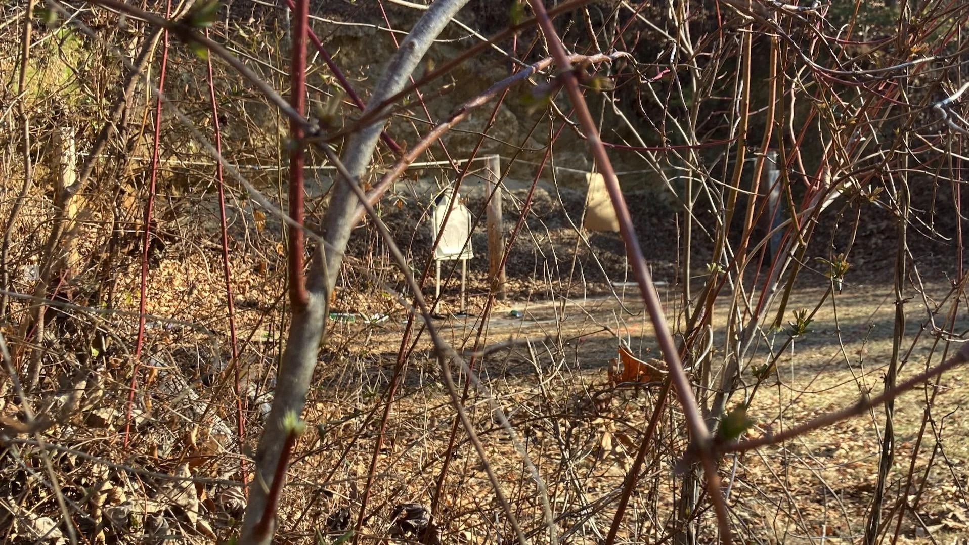 Shooting Through Brush...with Pistols