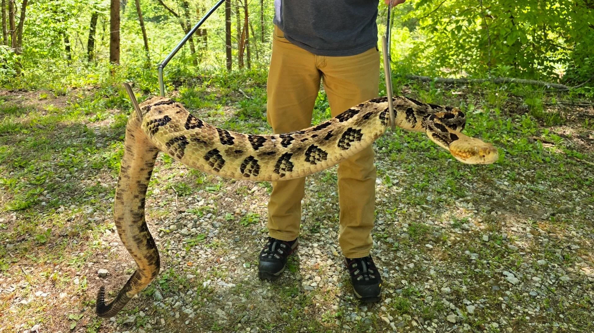 AAR: Level 1 Venomous Snake Handling Course