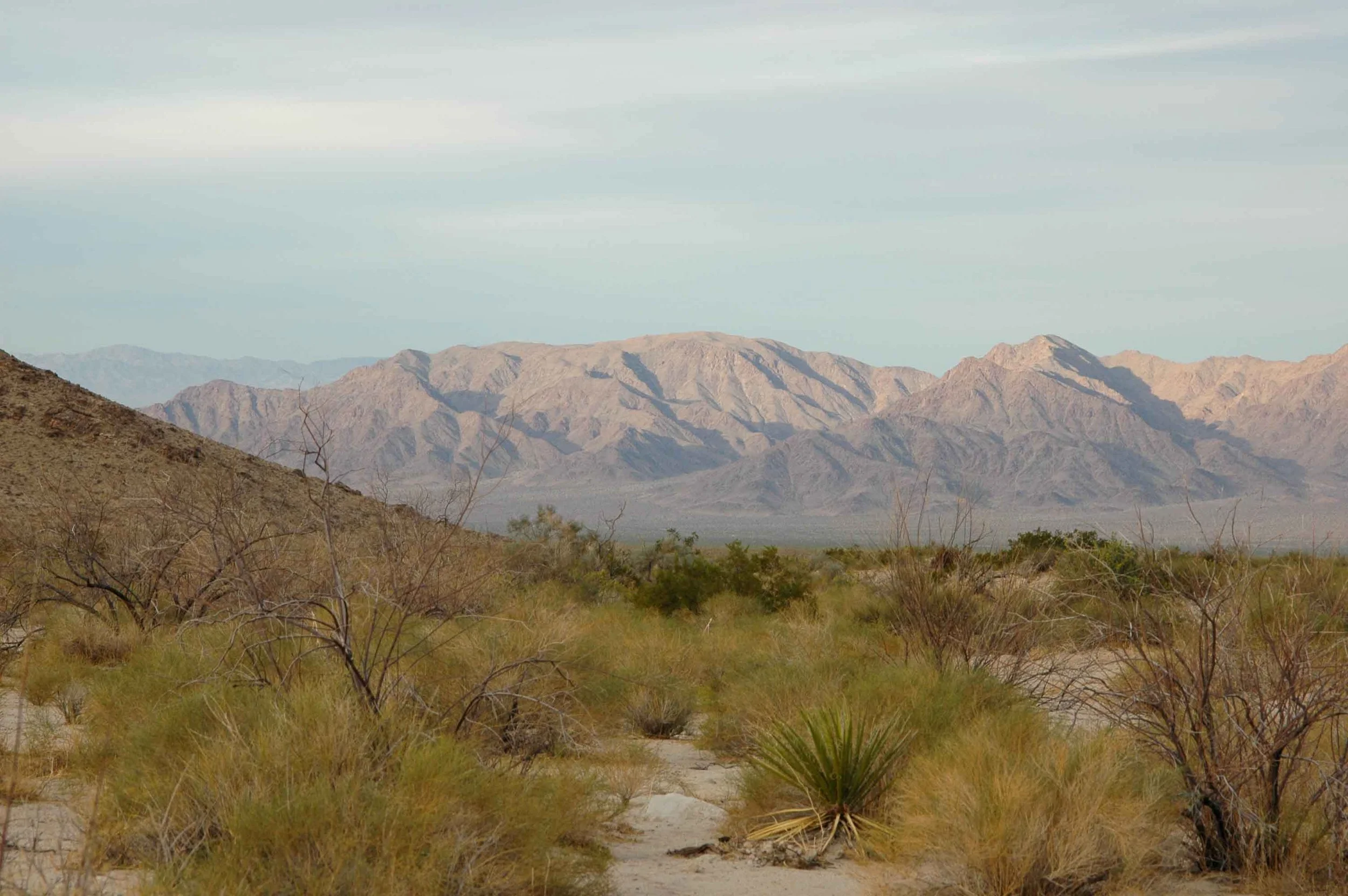 Desert landscape with dry shrubs and cacti, mountains in the background under a cloudy sky.