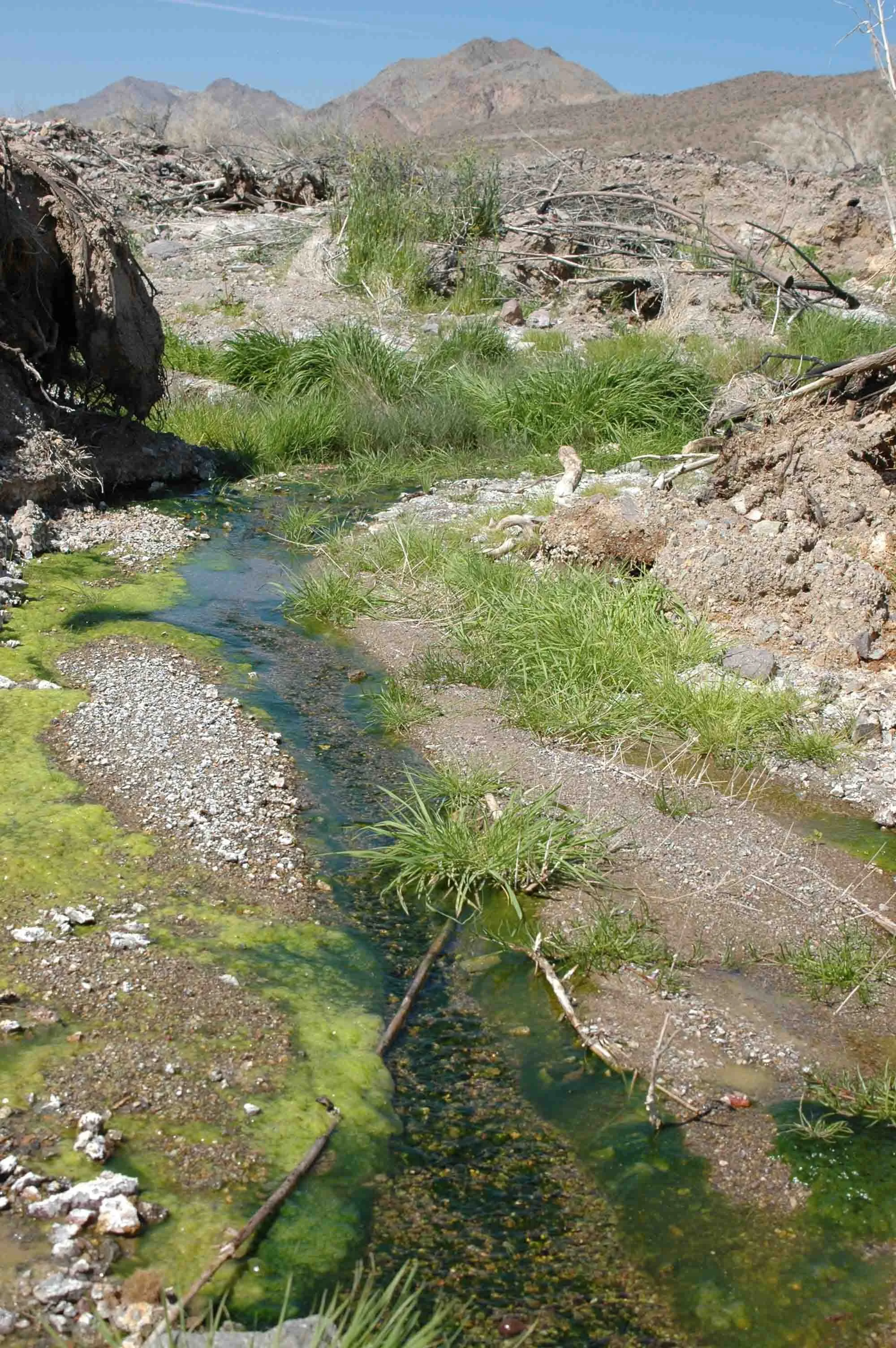 Bonanza Spring in the Clipper Mountains.