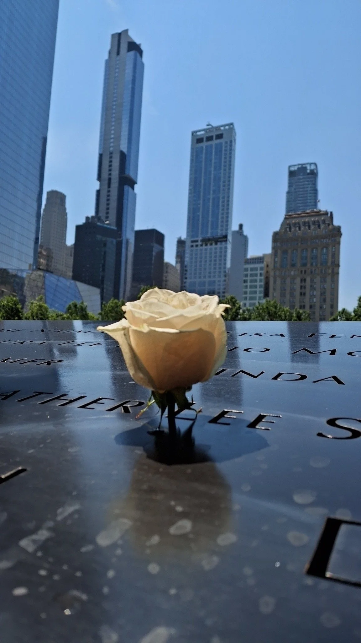 A white rose placed on a memorial with black lettering, with a cityscape of tall buildings under a clear blue sky in the background.