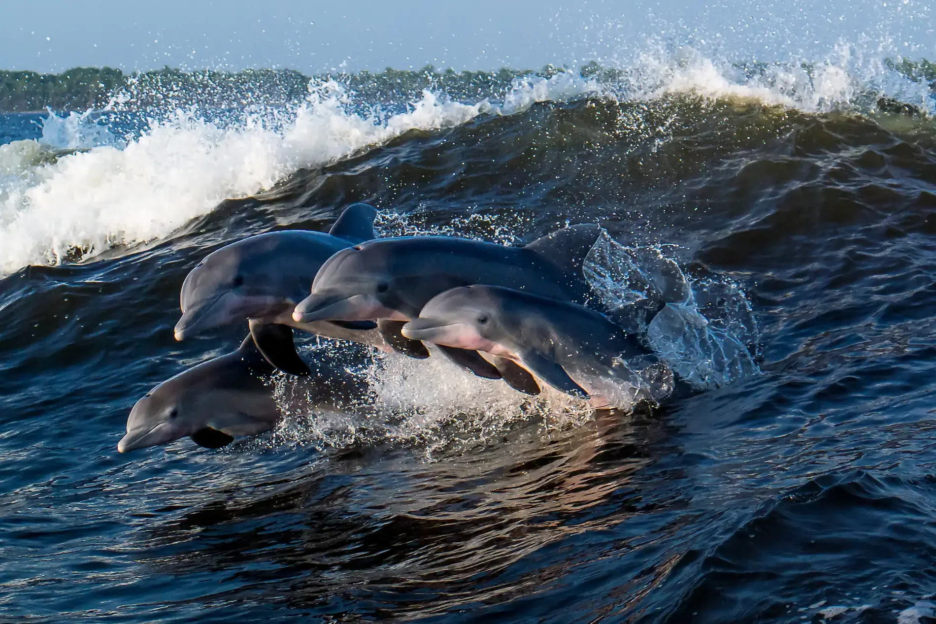 animal guides yoga series: our healing connection with ocean life 