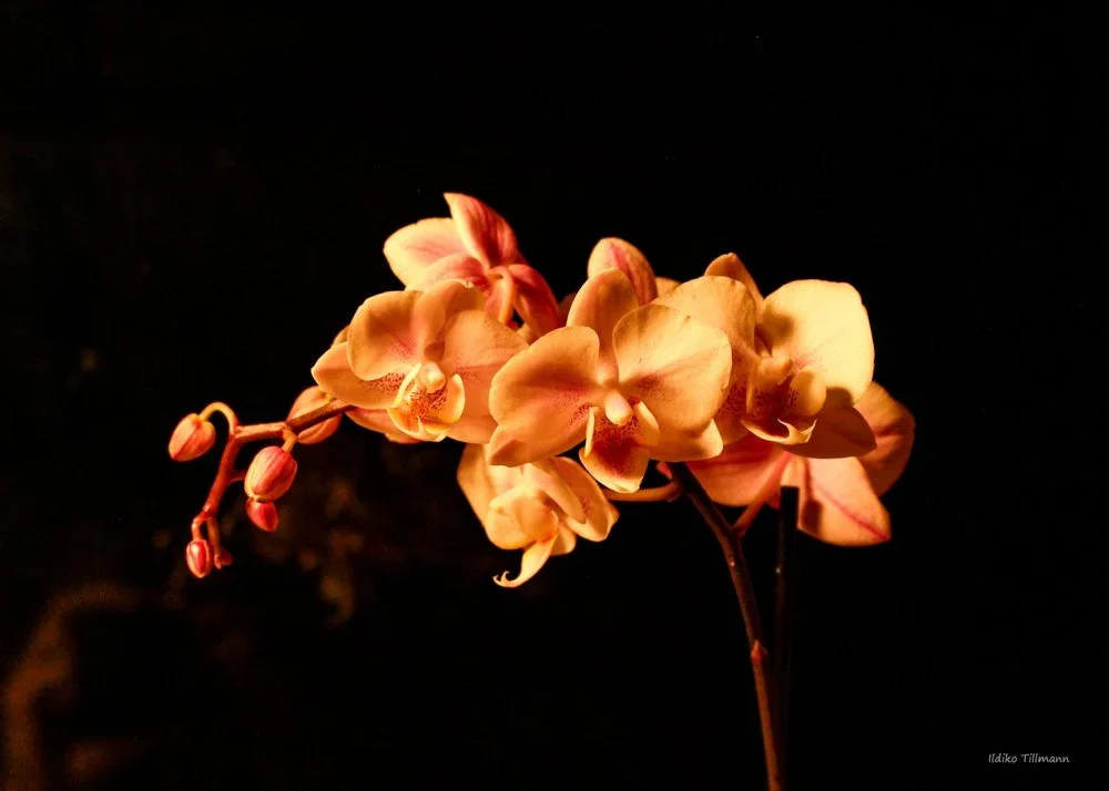Orchid