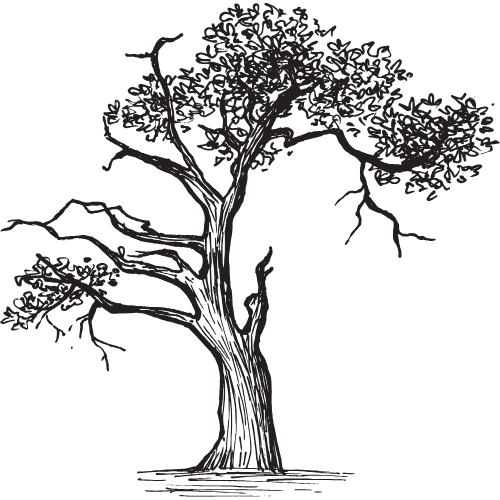 A black and white illustration of a large tree with a thick trunk, sprawling branches, and sparse leaves.