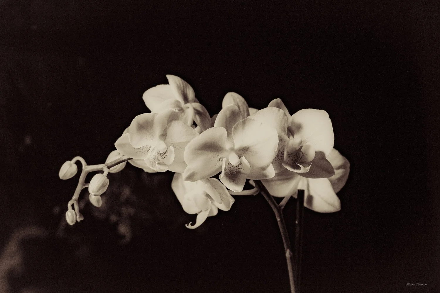 Orchid - Antique version