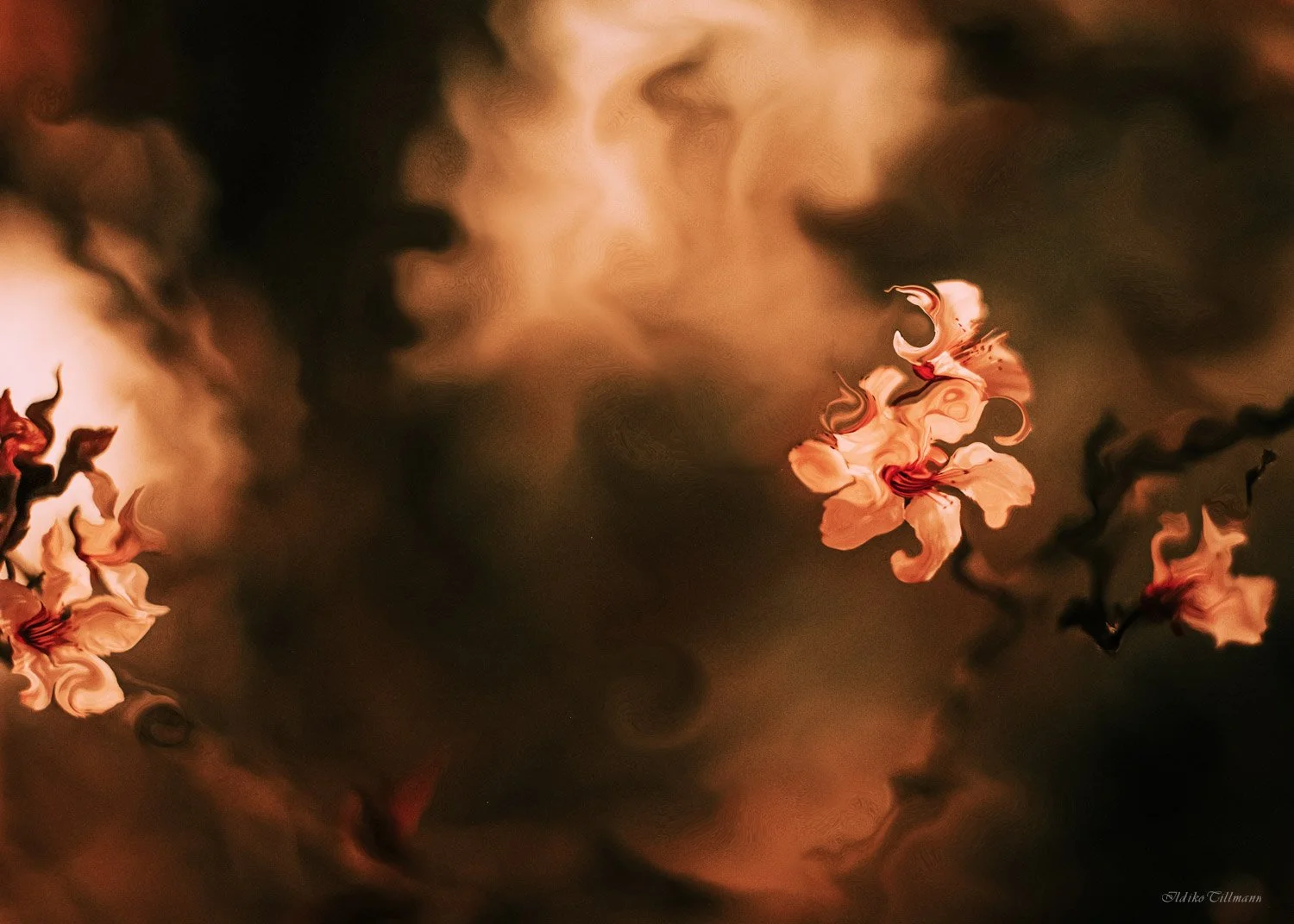 Night Flowers and Universe