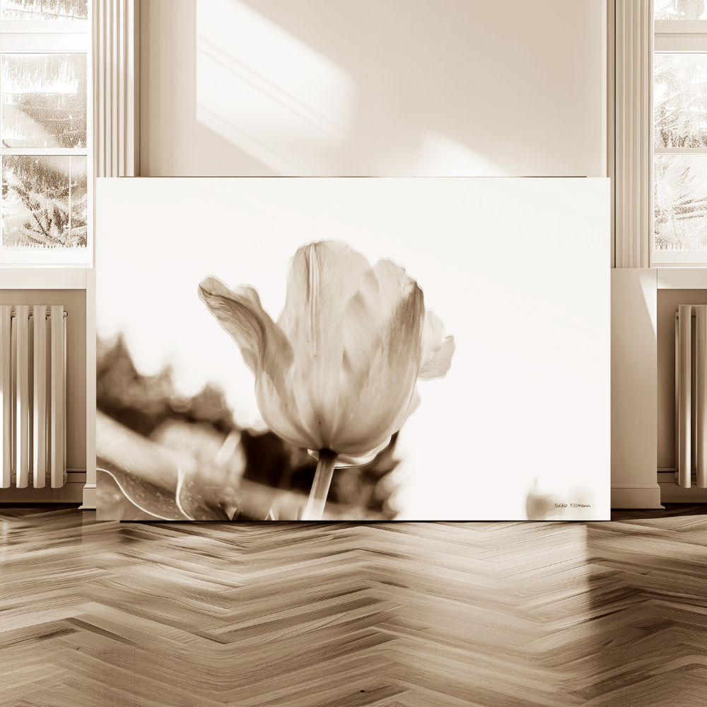 Black and white photograph of a tulip flower with soft focus, displayed on an art easel in a bright room with wooden parquet flooring and large windows
