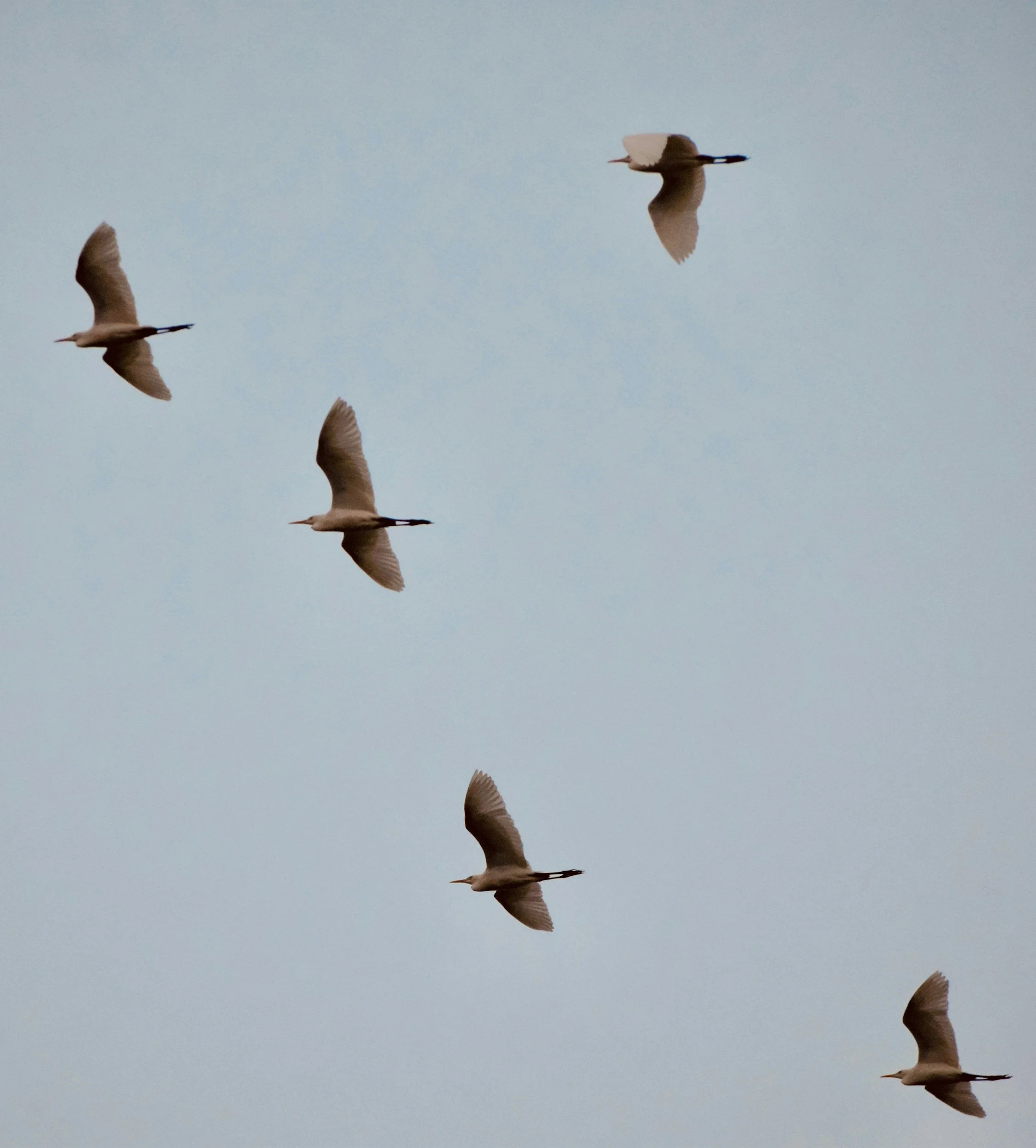 Rhythm Is Regulating: What Leaders Can Learn from the Body